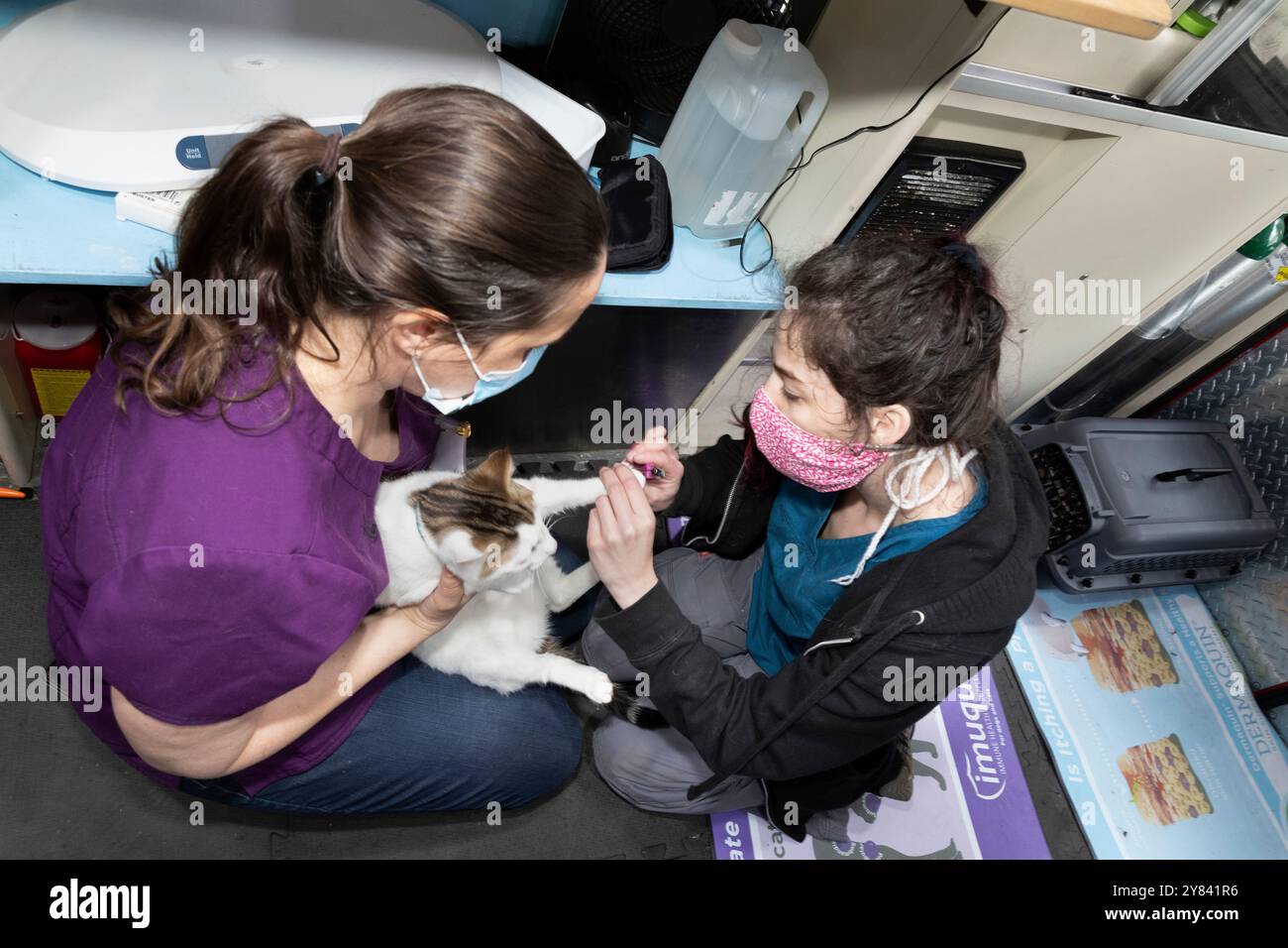 SVO-00109....WASHINGTON - i volontari agganciano gli artigli di un gatto di nome Baby alla clinica mobile Seattle Veterinary Outreach per cure mediche gratuite. Foto Stock