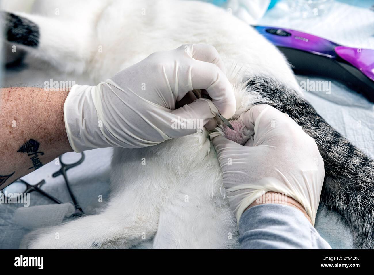 SVO-00138....... WASHINGTON - la veterinaria Suzanne Thomas preforma un neutering su un gatto. Questo servizio gratuito è fornito da Seattle Veterinary Outreach Foto Stock