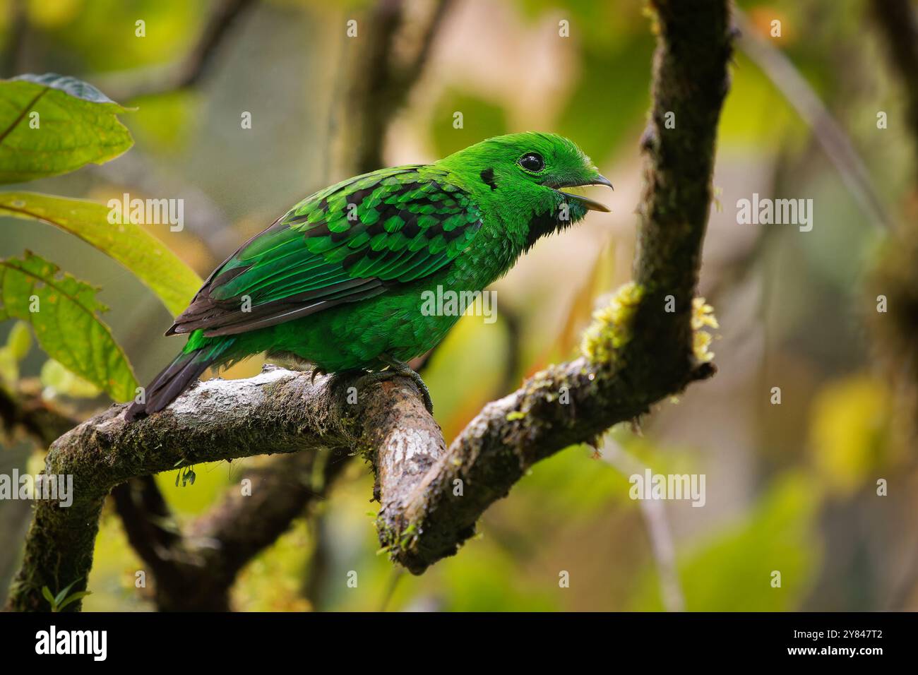 Il becco bianco di Whitehead - uccello calyptomena whiteheadi nei Calyptomenidae endemico delle catene montuose del Borneo centro-settentrionale, uccelli verdi e neri Foto Stock