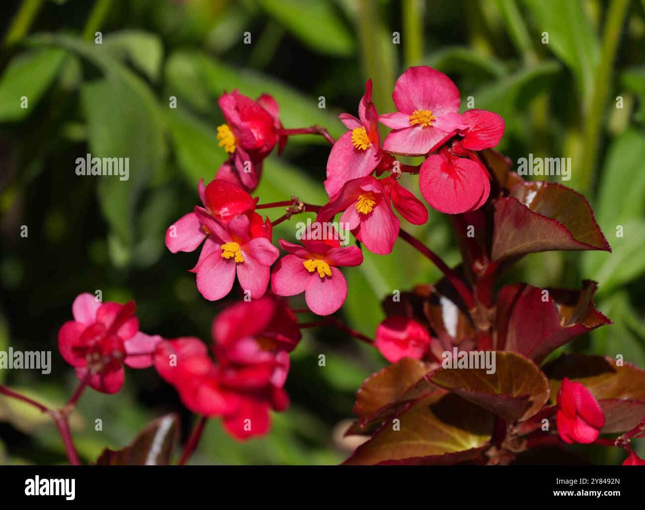 Una Begonia con foglia di bronzo rosso, una Begonia di cera nota per tollerare il sole pieno, che fiorisce in un giardino soleggiato. Foto Stock