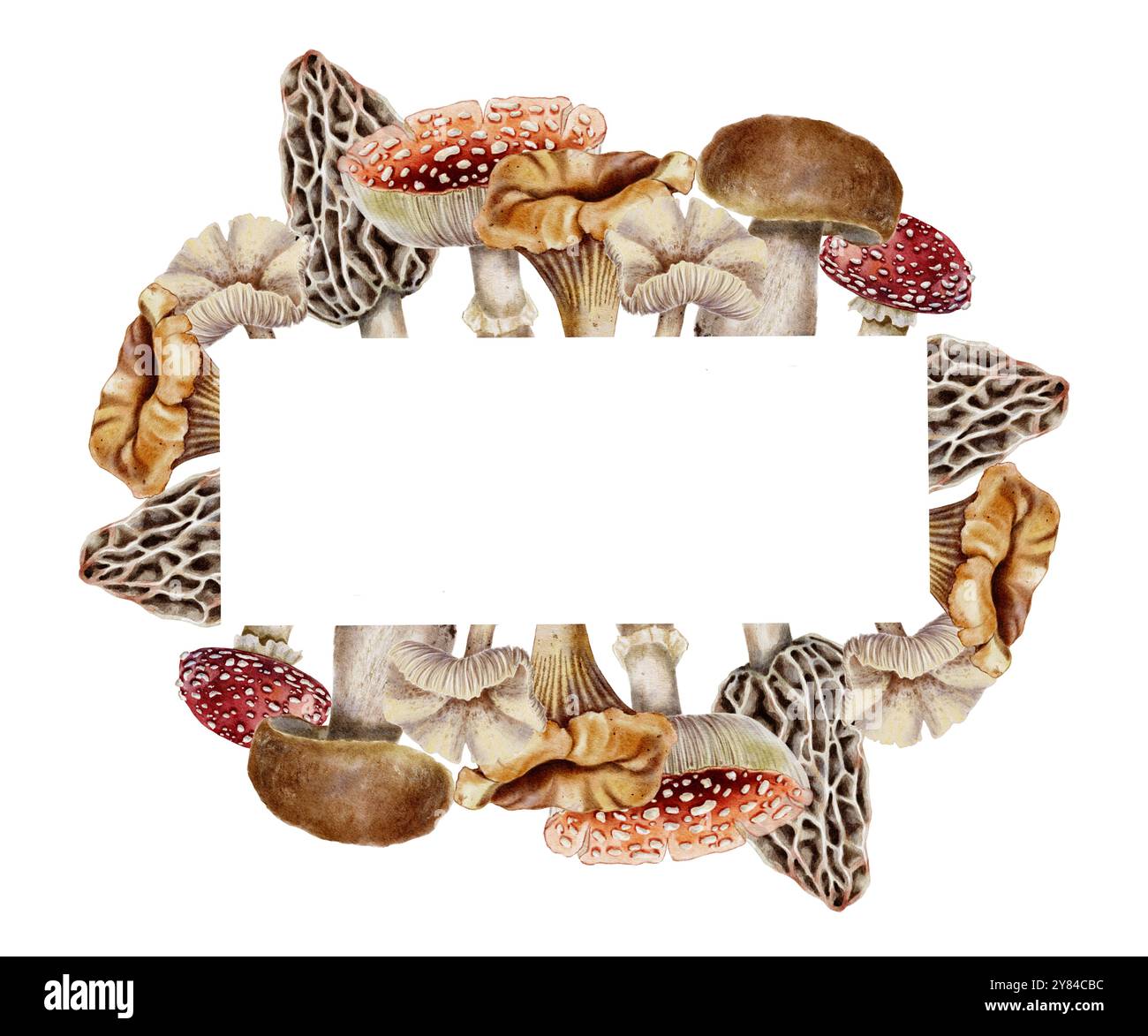 I funghi commestibili e velenosi autunnali volano agarici, morel, canterelle e boletus incorniciano. Illustrazione ad acquerello autunnale per il Ringraziamento, Harvest Festival, decorazione della festa di Halloween, sfondo. Foto Stock