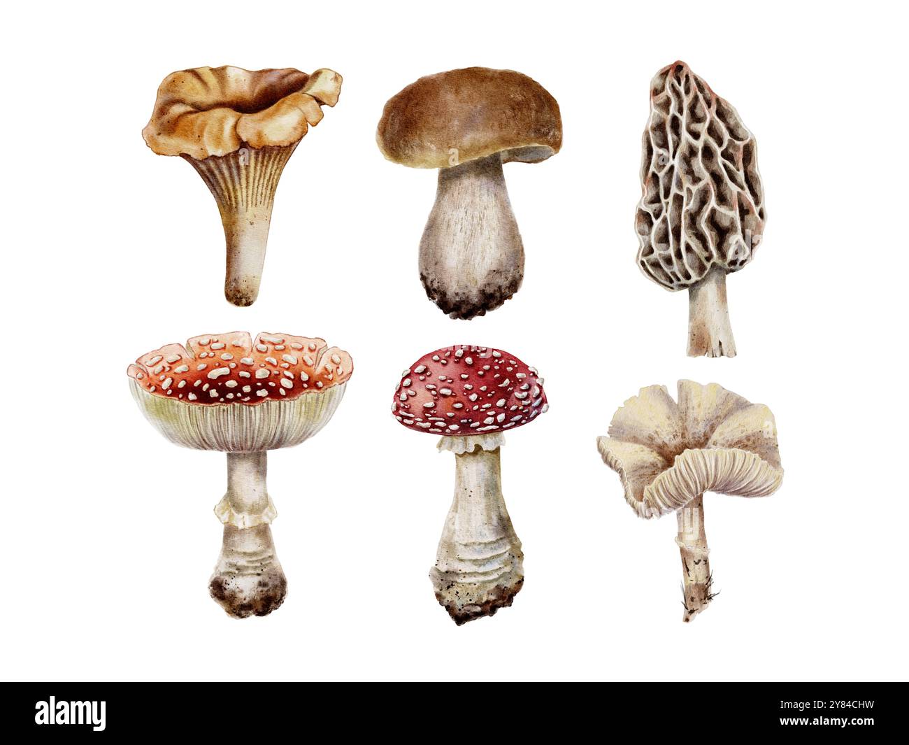 Poricini, chanterelle funghi commestibili e mosche velenose agariche e lepiota adagiate su bianco. Illustrazione ad acquerello autunnale per il Ringraziamento, Harvest Festival, decorazione per feste di Halloween, menu, ristorante. Foto Stock
