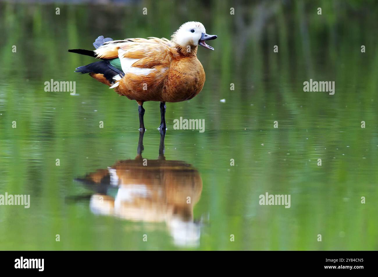 Ruddy Shelduck nella riserva naturale Kocks Loch, Muelheim an der Ruhr Foto Stock