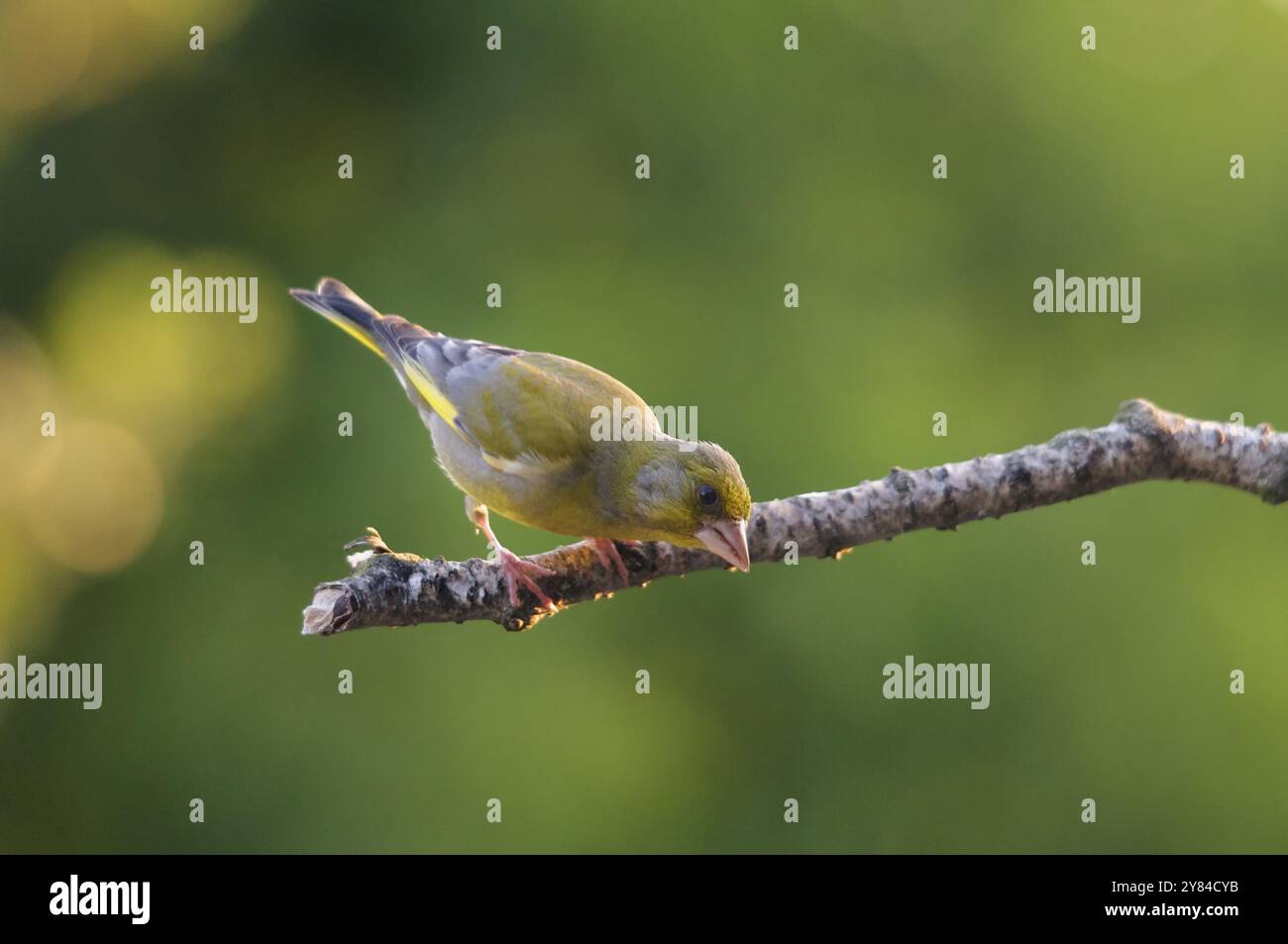 Verdone sul pesce persico Foto Stock