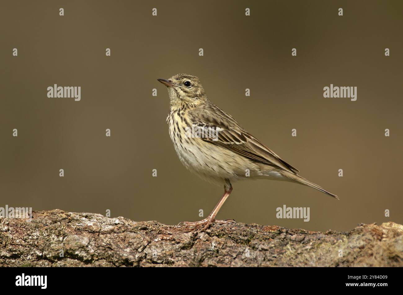 Tree Pipit sul ceppo d'albero Foto Stock