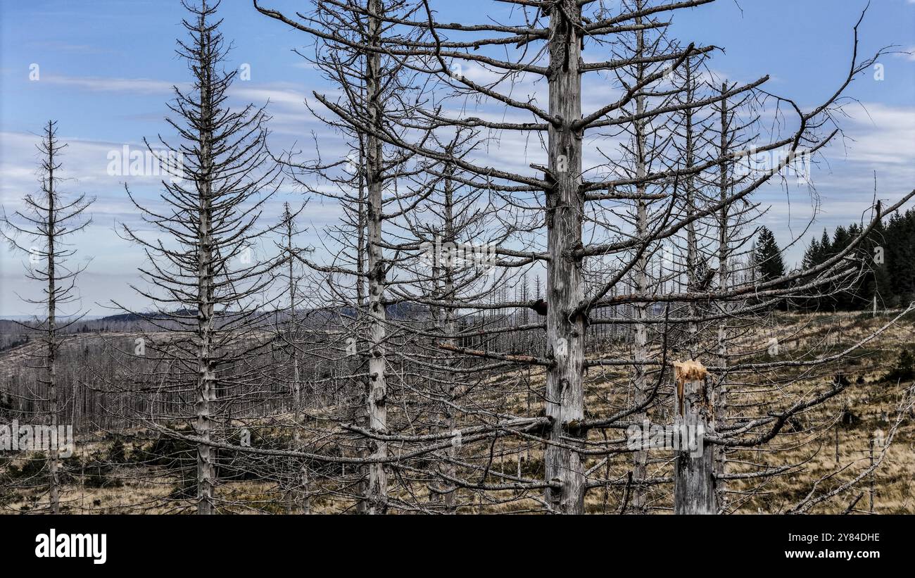 Mortalità degli alberi nelle montagne Harz. Pini morti nel Parco Nazionale di Harz, Torfhaus, 29/09/2024, Torfhaus, bassa Sassonia, Germania, Europa Foto Stock