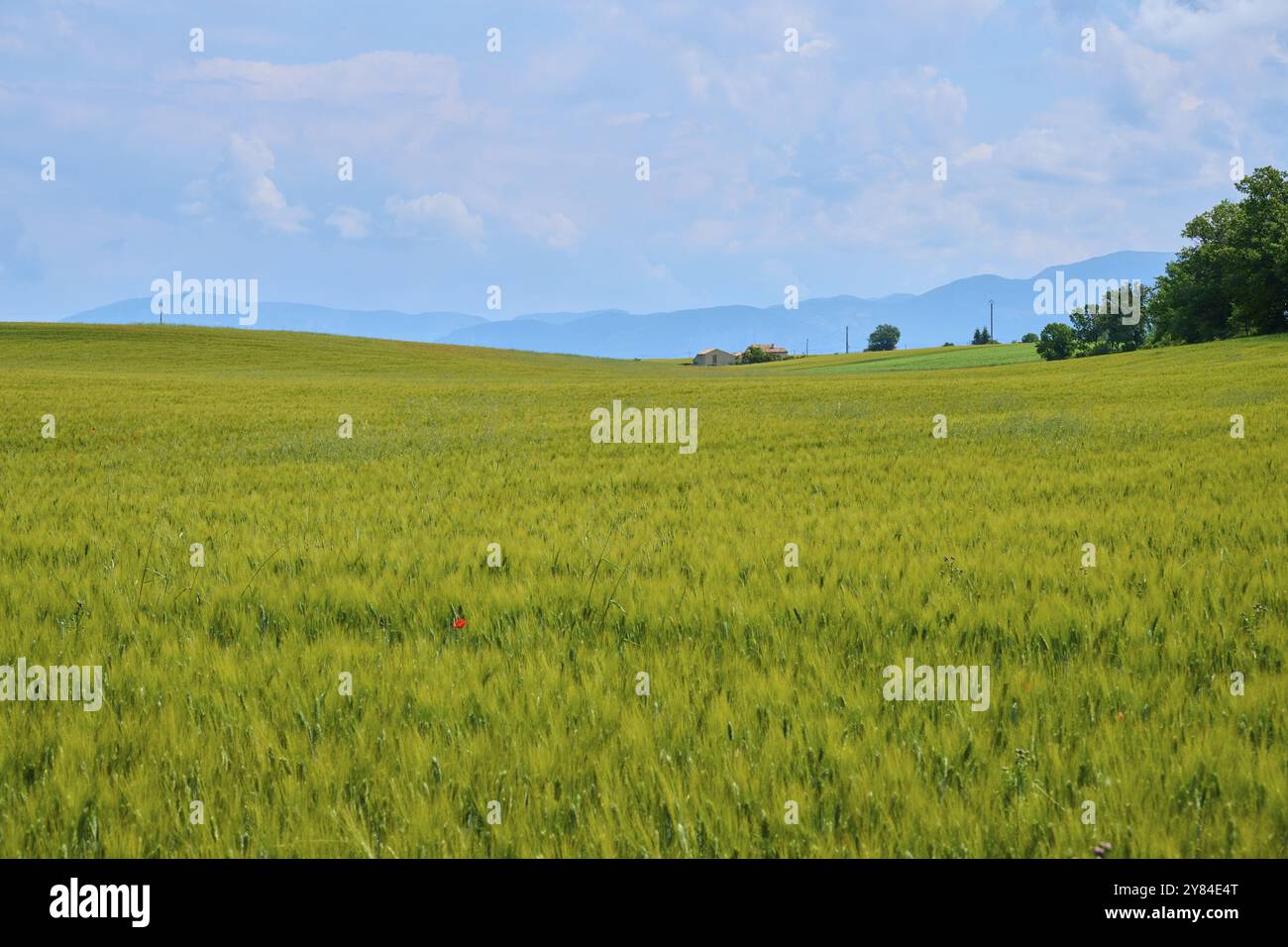 Campo di grano (Triticum), con montagne e cielo coperto, estate, Alpi dell'alta Provenza, Provenza-Alpi-Costa Azzurra, Francia, Europa Foto Stock