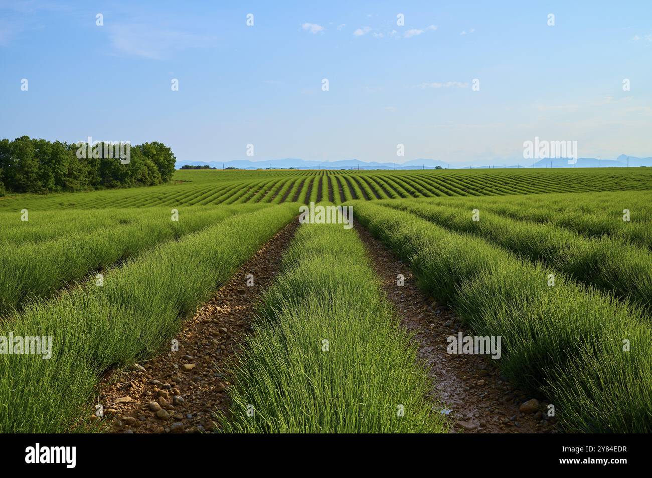 Ampio campo di lavanda (Lavandula), cielo azzurro e alberi sullo sfondo, estate, Valensole, Alpes-de-Haute-Provence, Provence-Alpes-Cote d'Azur, FR Foto Stock