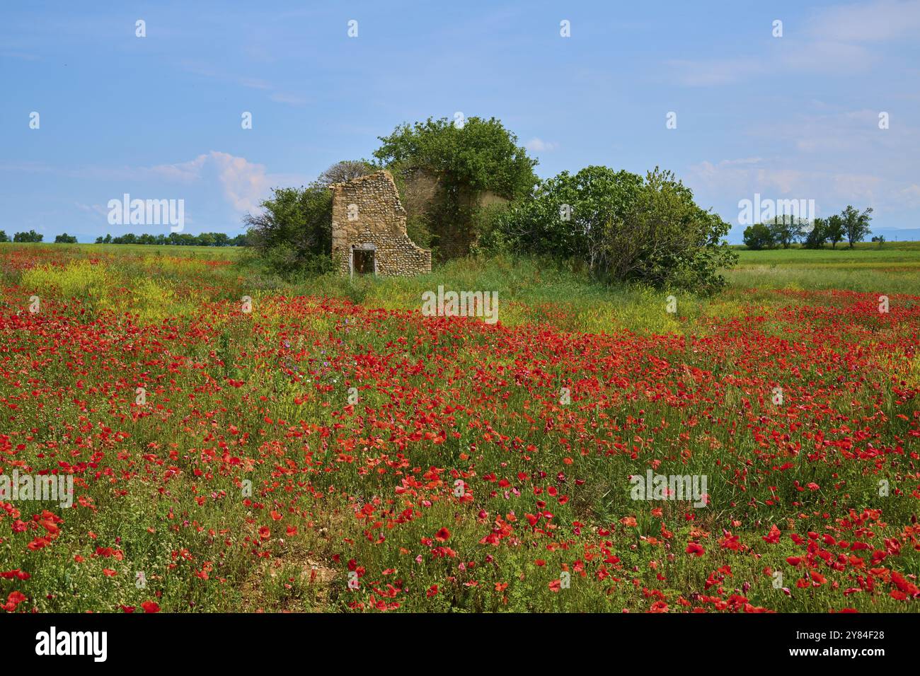 Prato con papaveri e rovine abbandonate circondato da alberi, estate, Valensole, Alpes-de-Haute-Provence, Provence-Alpes-Cote d'Azur, Francia Foto Stock