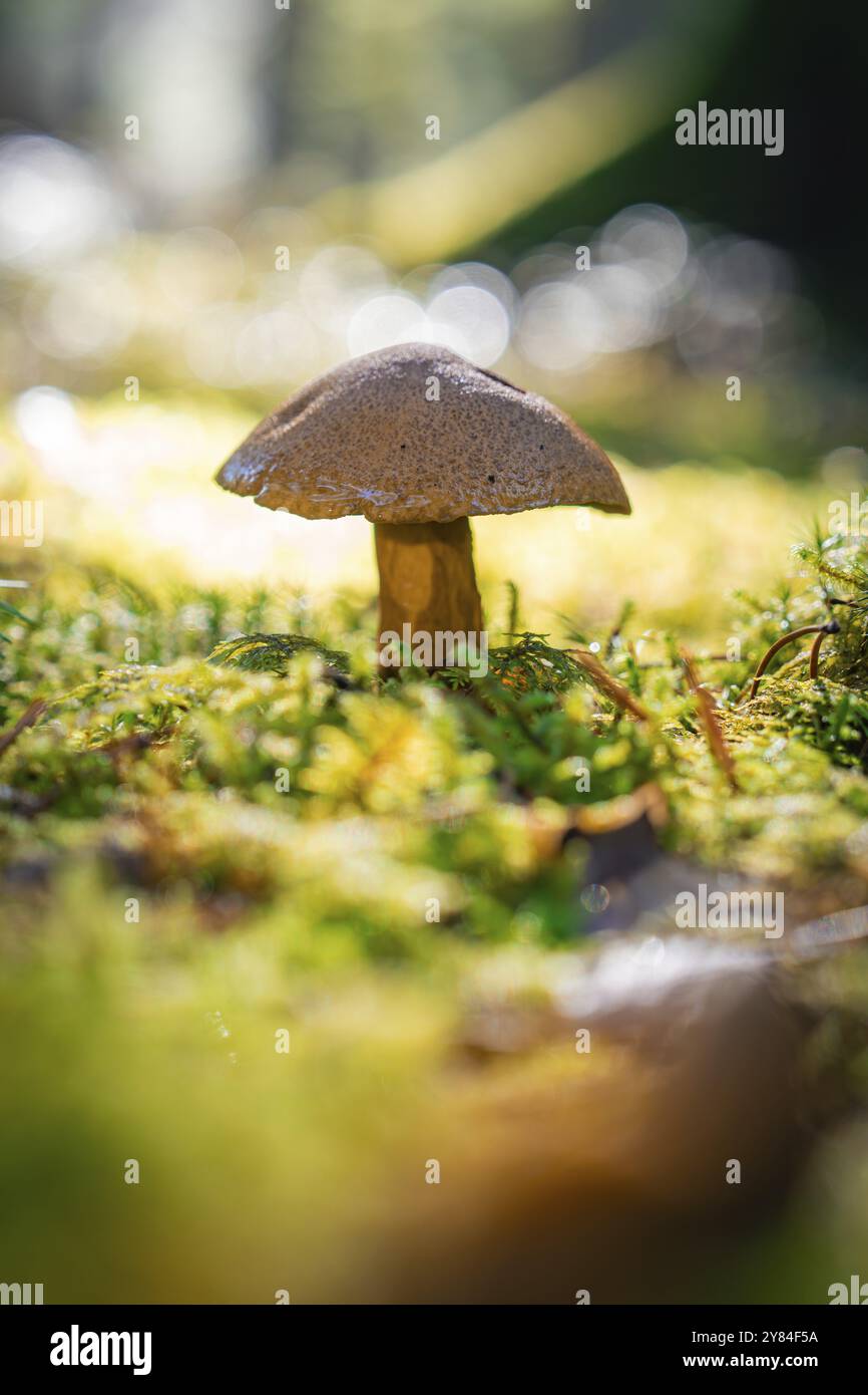 Un singolo fungo che cresce su un pavimento coperto di muschio nella luce soffusa della foresta, Calw, Foresta Nera, Germania, Europa Foto Stock