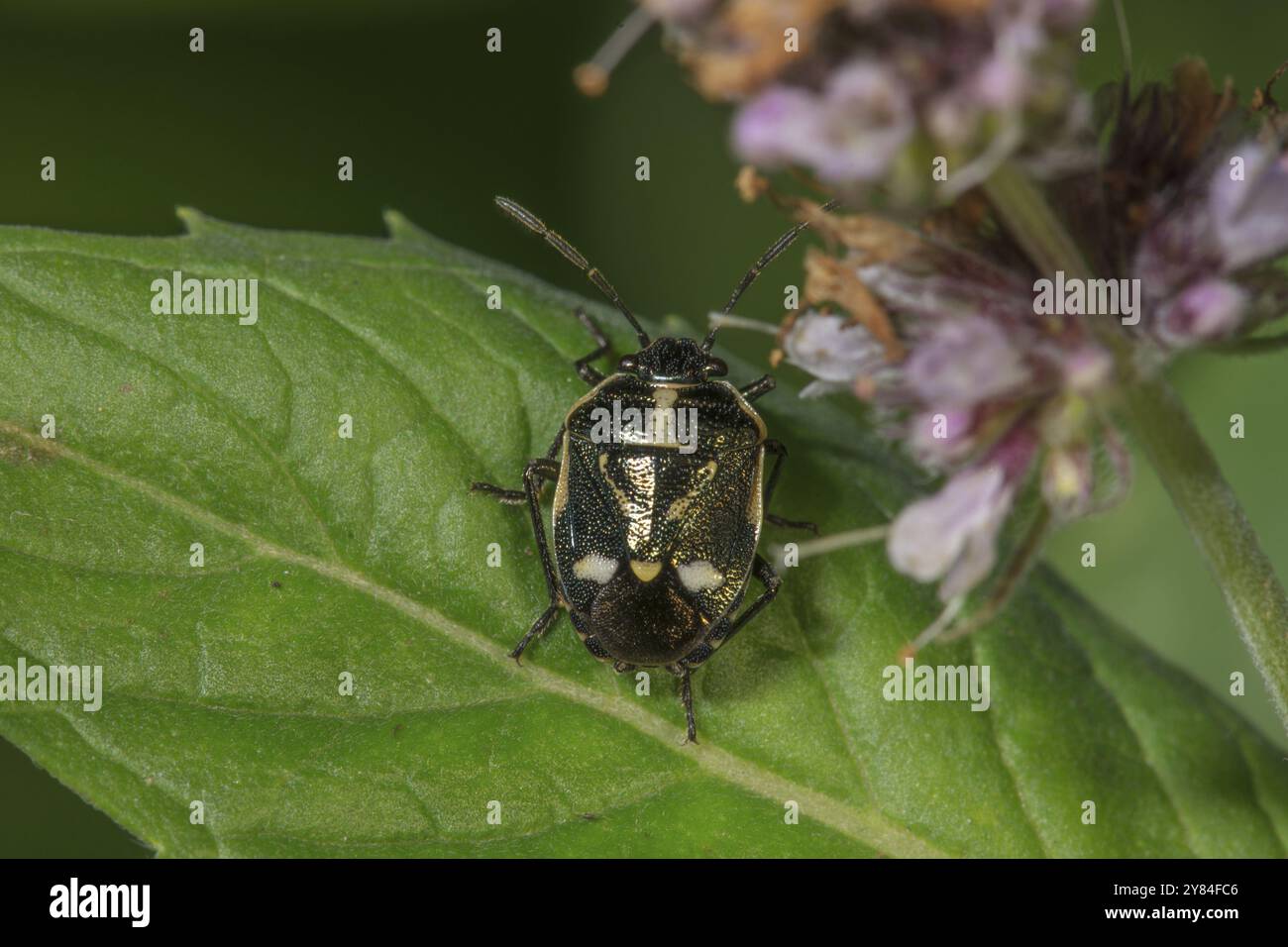 Primo piano di una cimice di cavolo (Eurydema oleracea) con dettagli bianchi su una foglia verde, Baden-Wuerttemberg, Germania, Europa Foto Stock