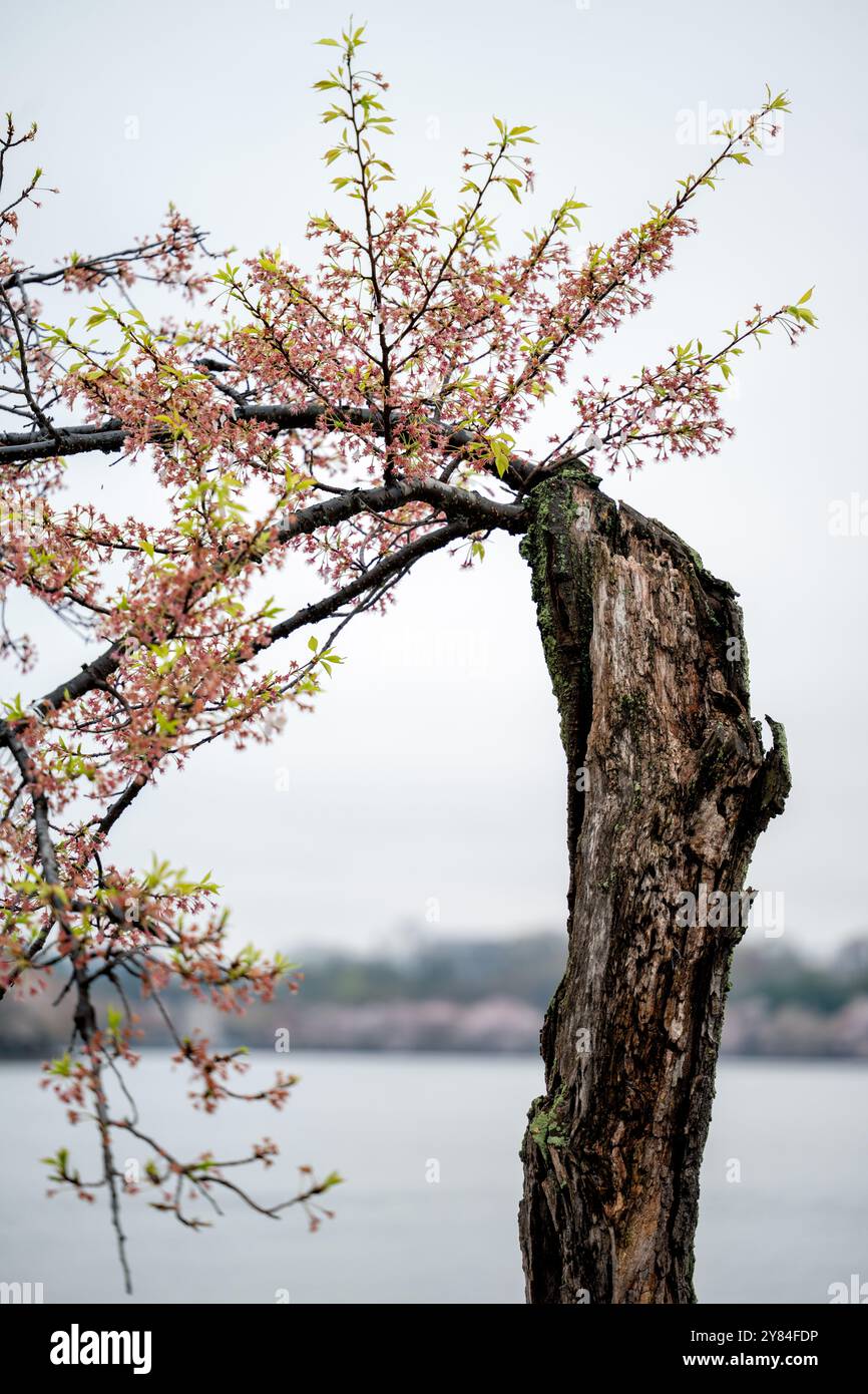 WASHINGTON DC - nuovi rami con fiori rosa e foglie verdi emergono dal tronco intempestivo di un vecchio ciliegio lungo il bacino delle Tidal. Molti degli alberi originali piantati nel 1912 continuano a fiorire ogni primavera, mostrando resistenza. Gli alberi in fiore sono al centro dell'annuale National Cherry Blossom Festival. Foto Stock