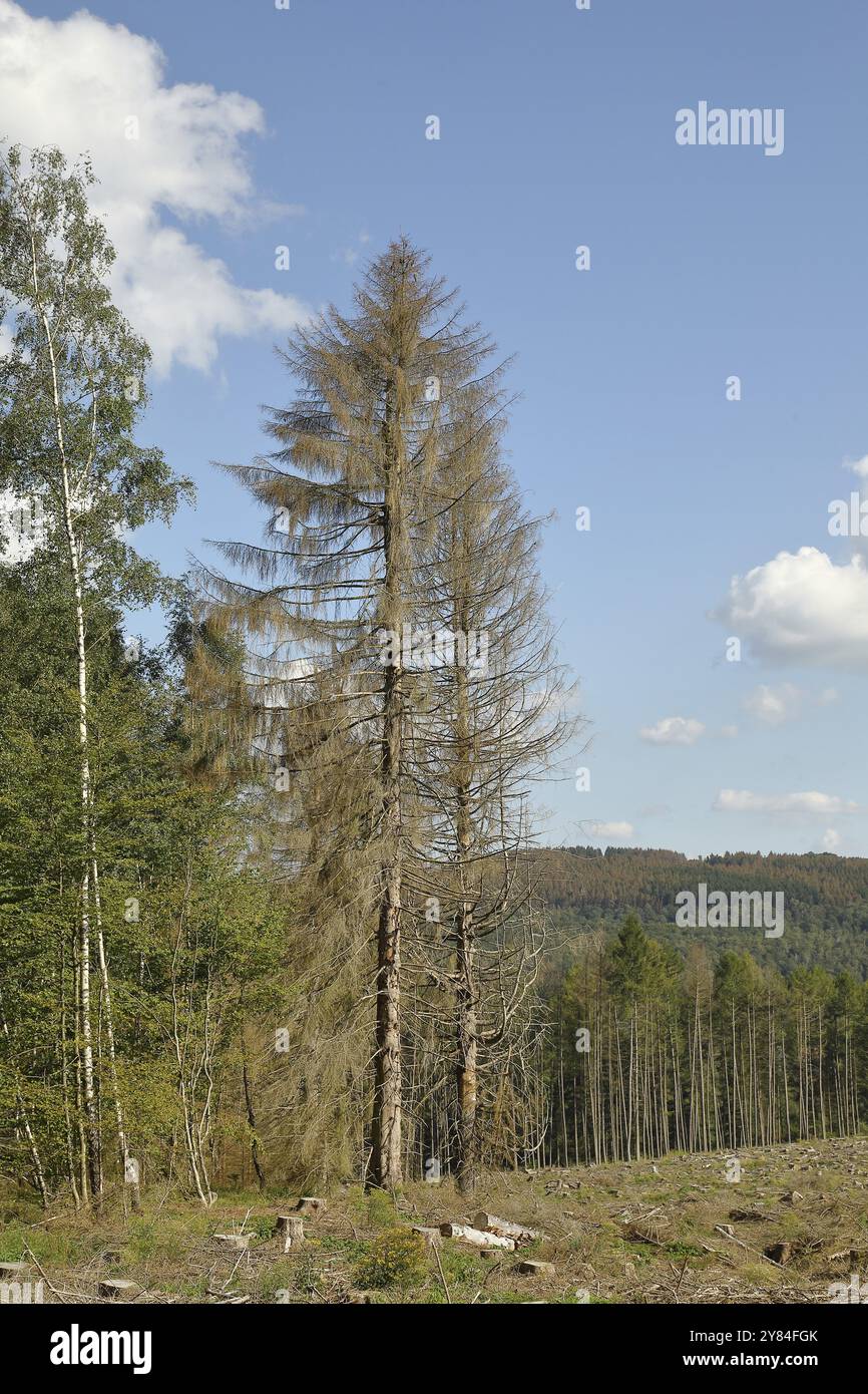 Abete rosso morto, foresta distrutta dal coleottero corteccia, Wilnsdorf, Renania settentrionale-Vestfalia, Germania, Europa Foto Stock