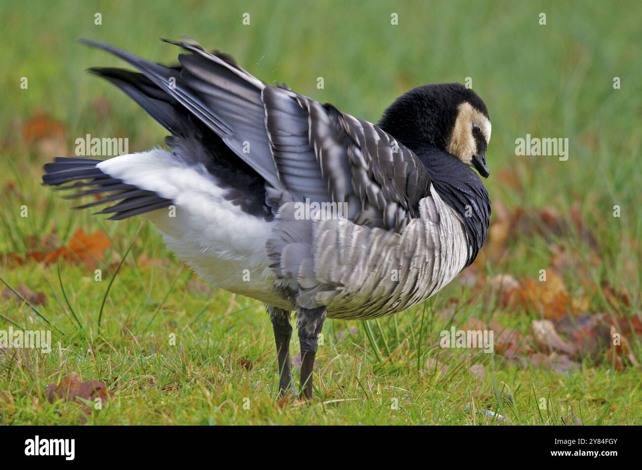 L'oca bianca si scuote da sola. Barnacle Goose urlando le piume dopo la pulizia Foto Stock