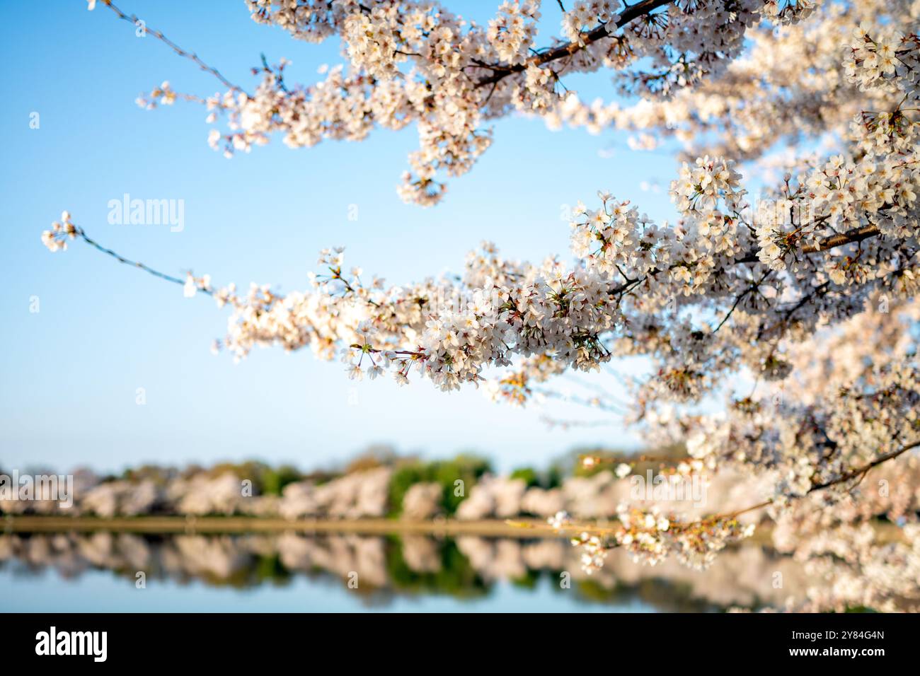 WASHINGTON DC, Stati Uniti: Una vista panoramica mozzafiato dei ciliegi in piena fioritura che circondano il bacino delle maree a Washington DC. I delicati fiori rosa e bianchi dei ciliegi Yoshino creano un anello mozzafiato intorno alle acque calme, con la silhouette iconica del Jefferson Memorial visibile sullo sfondo. Questa pittoresca scena, catturata durante il National Cherry Blossom Festival, mostra la bellezza effimera della primavera nella capitale della nazione. Foto Stock