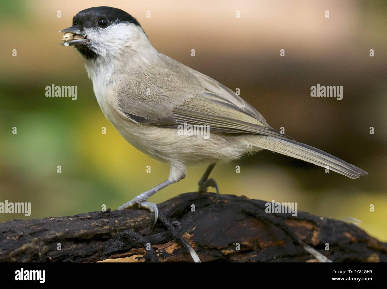 Alimentazione tit palude. Mangiare Marsh Tit Foto Stock