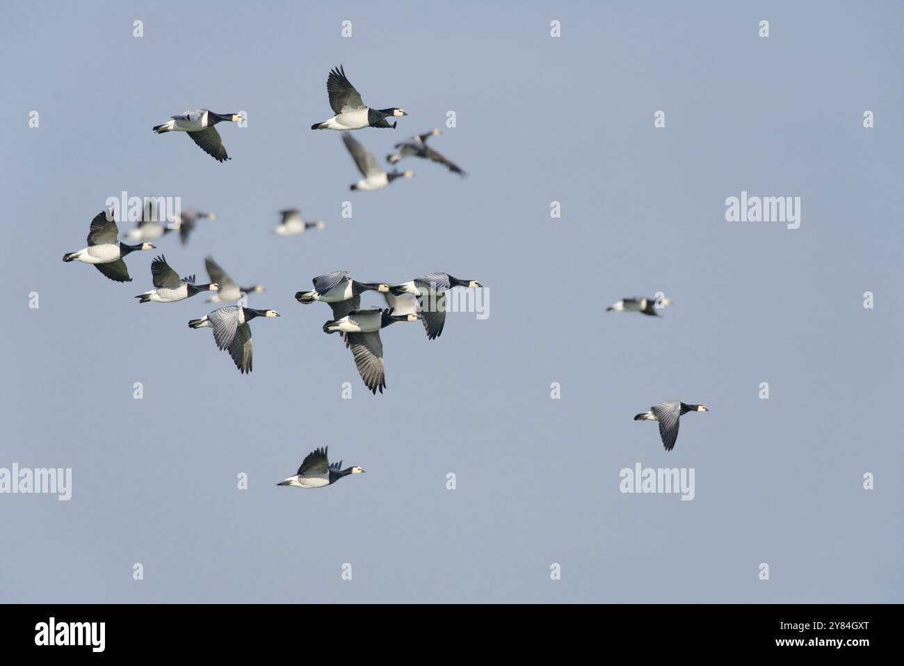 Un gregge di oche dalle guance bianche Un gregge di oche barnacle Foto Stock