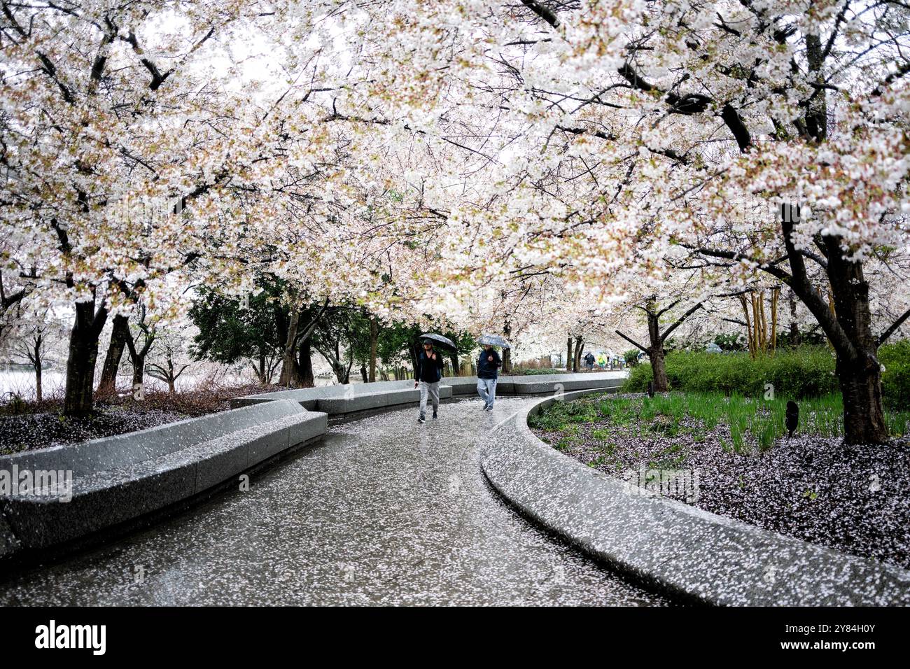 WASHINGTON DC, Stati Uniti: I visitatori sfidano la pioggia per vedere e fotografare i famosi fiori di ciliegio in piena fioritura intorno al bacino delle maree di Washington DC. Imperterriti dal clima umido, turisti e gente del posto, armati di ombrelli e impermeabili, si riuniscono per assistere allo spettacolo annuale di fiori rosa e bianchi durante il National Cherry Blossom Festival. L'atmosfera nebbiosa crea uno sfondo unico e romantico per l'iconico evento primaverile. Foto Stock