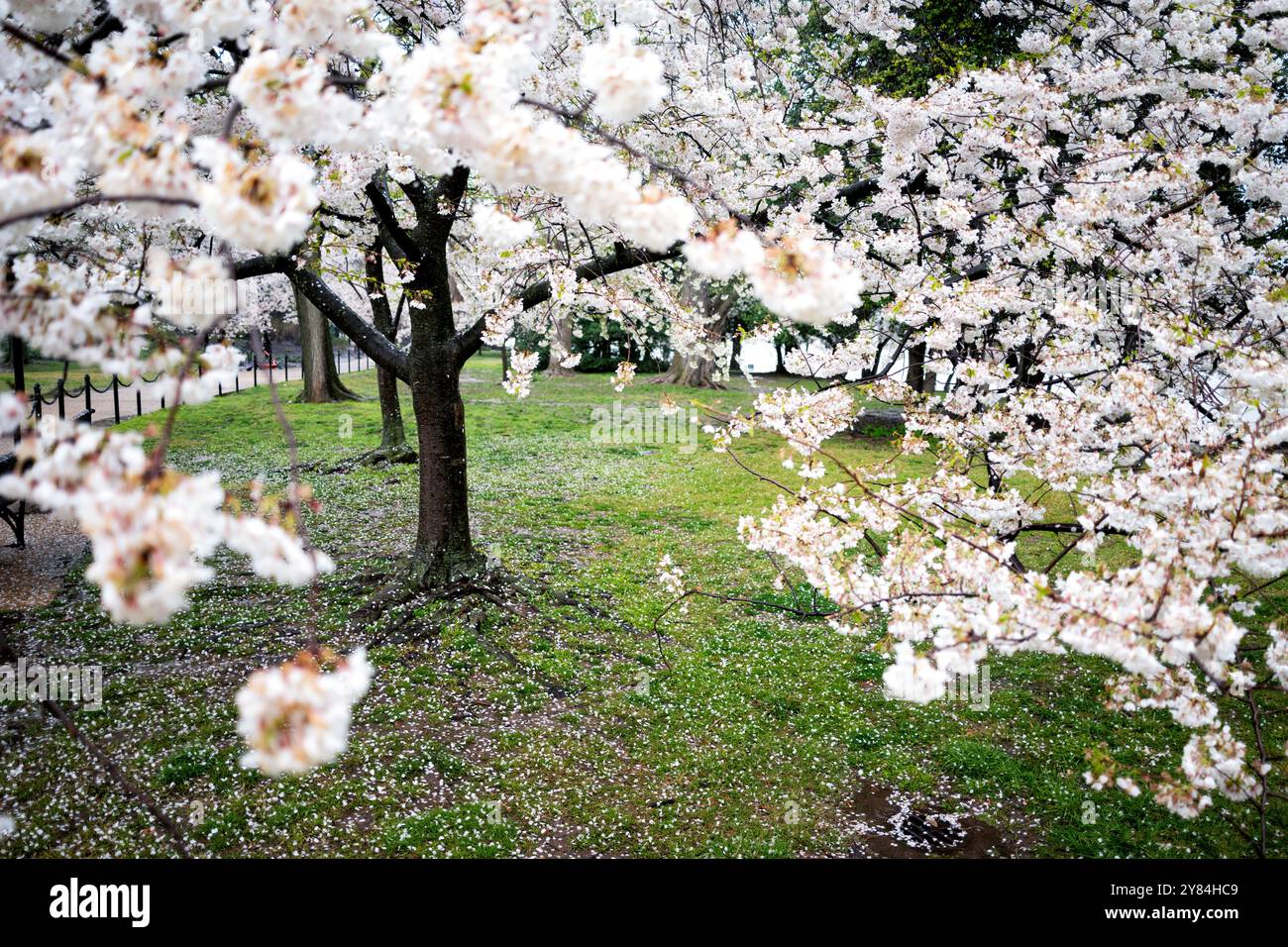 WASHINGTON DC, Stati Uniti - i petali di fiori di ciliegio cadono sotto la pioggia al bacino delle maree, segnando le ultime fasi della fioritura a Washington DC. La doccia soffusa scioglie i delicati petali rosa e bianchi dei ciliegi Yoshino, creando uno spettacolo amaro mentre il National Cherry Blossom Festival volge al termine. Questa commovente scena cattura la natura effimera della stagione della fioritura dei ciliegi e la bellezza fugace celebrata durante questo evento annuale. Foto Stock