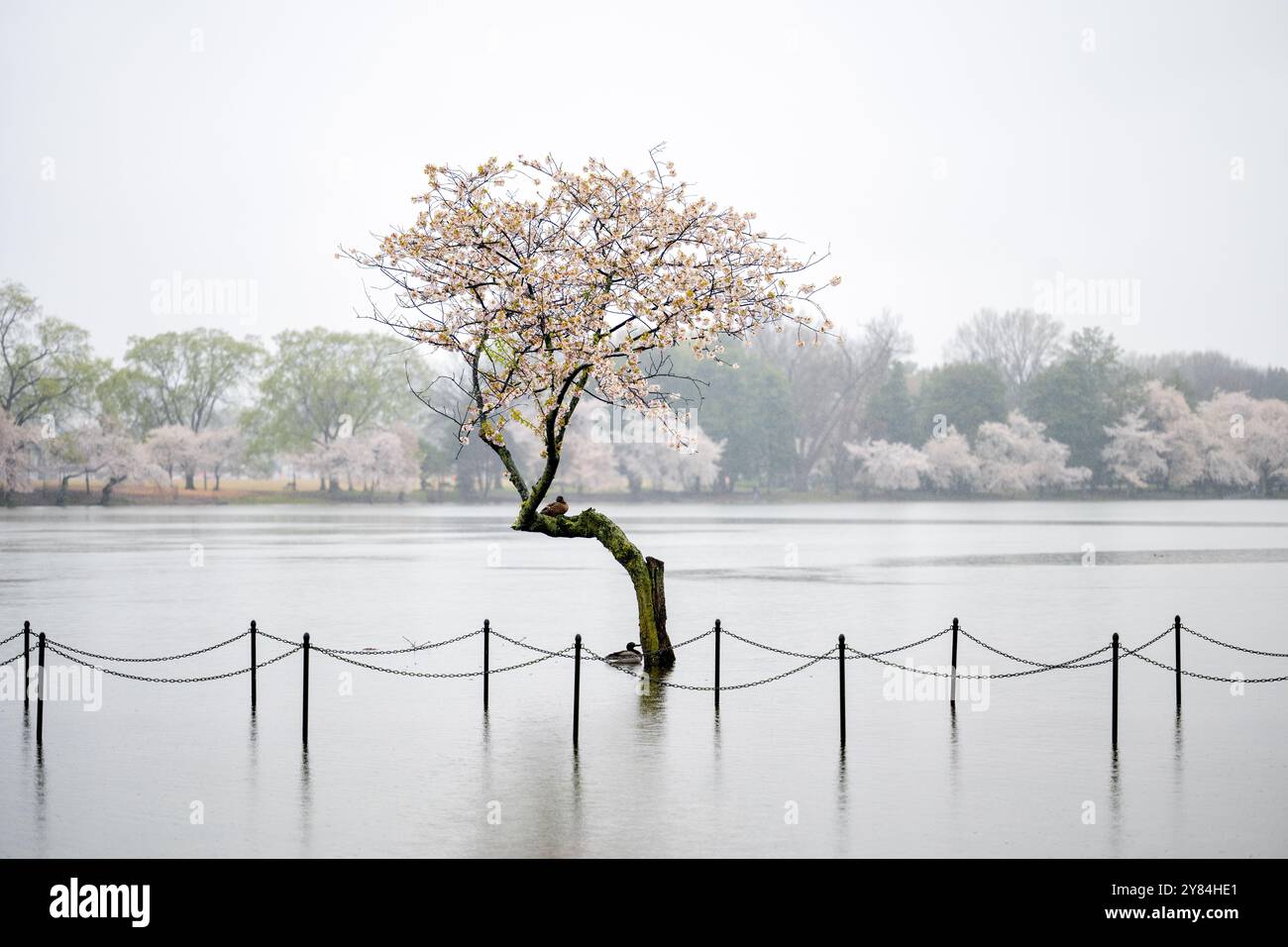 WASHINGTON DC, Stati Uniti — le inondazioni al bacino Tidal illustrano l'urgente necessità di un progetto di ricostruzione del bacino Tidal da 113 milioni di dollari, iniziato alla fine della primavera del 2024. Questa scena mostra le sfide ambientali che si trovano ad affrontare uno dei paesaggi più iconici di Washington DC, in quanto le infrastrutture difettose e l'innalzamento del livello dell'acqua minacciano gli storici alberi di ciliegio, i memoriali e l'accessibilità dei visitatori in questo popolare sito del National Park Service. Foto Stock