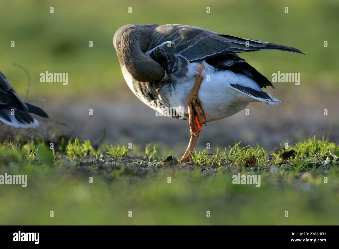 Pulizia Greater White Front Goose Foto Stock