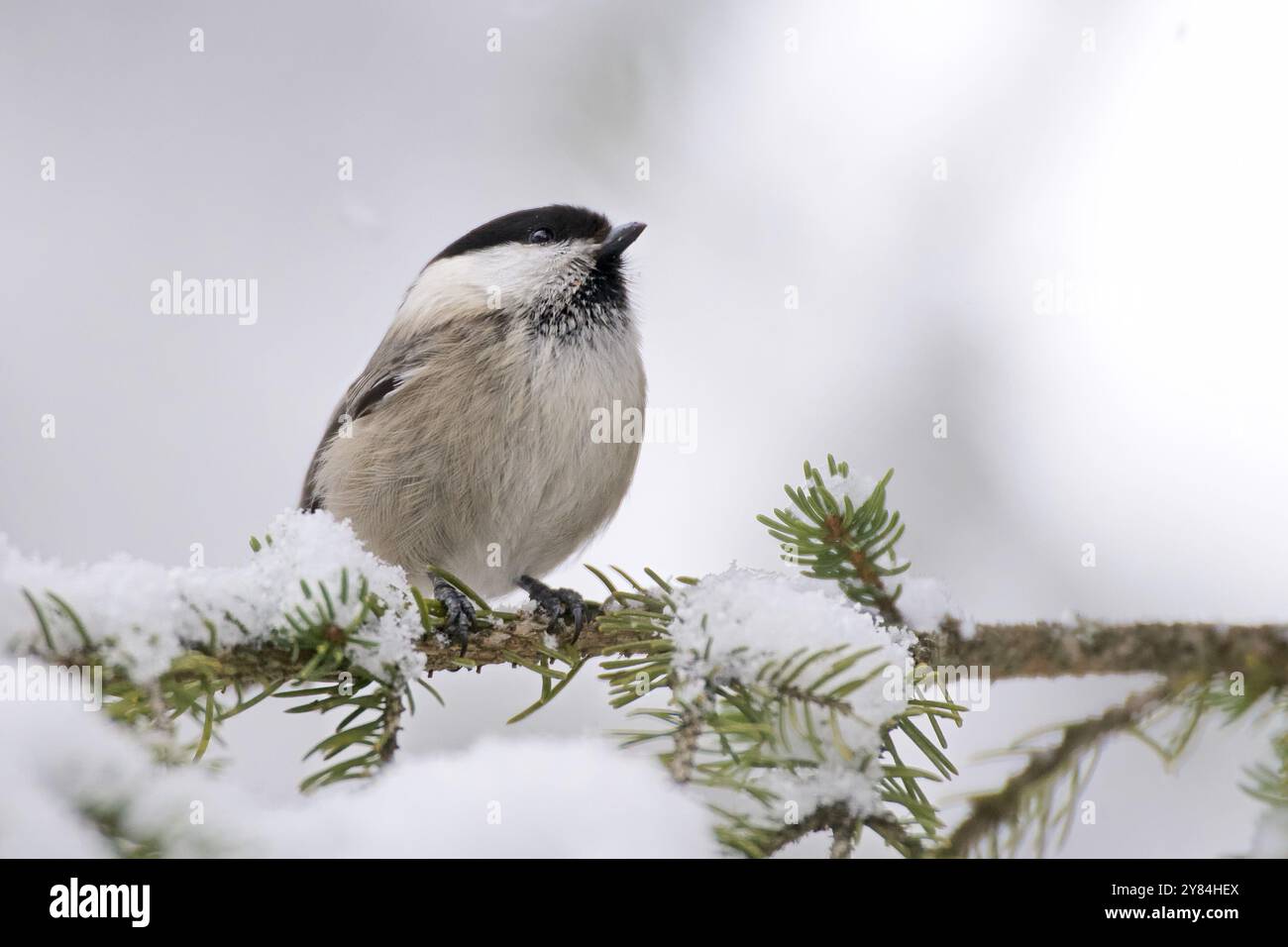 Willow Tit nella neve Foto Stock