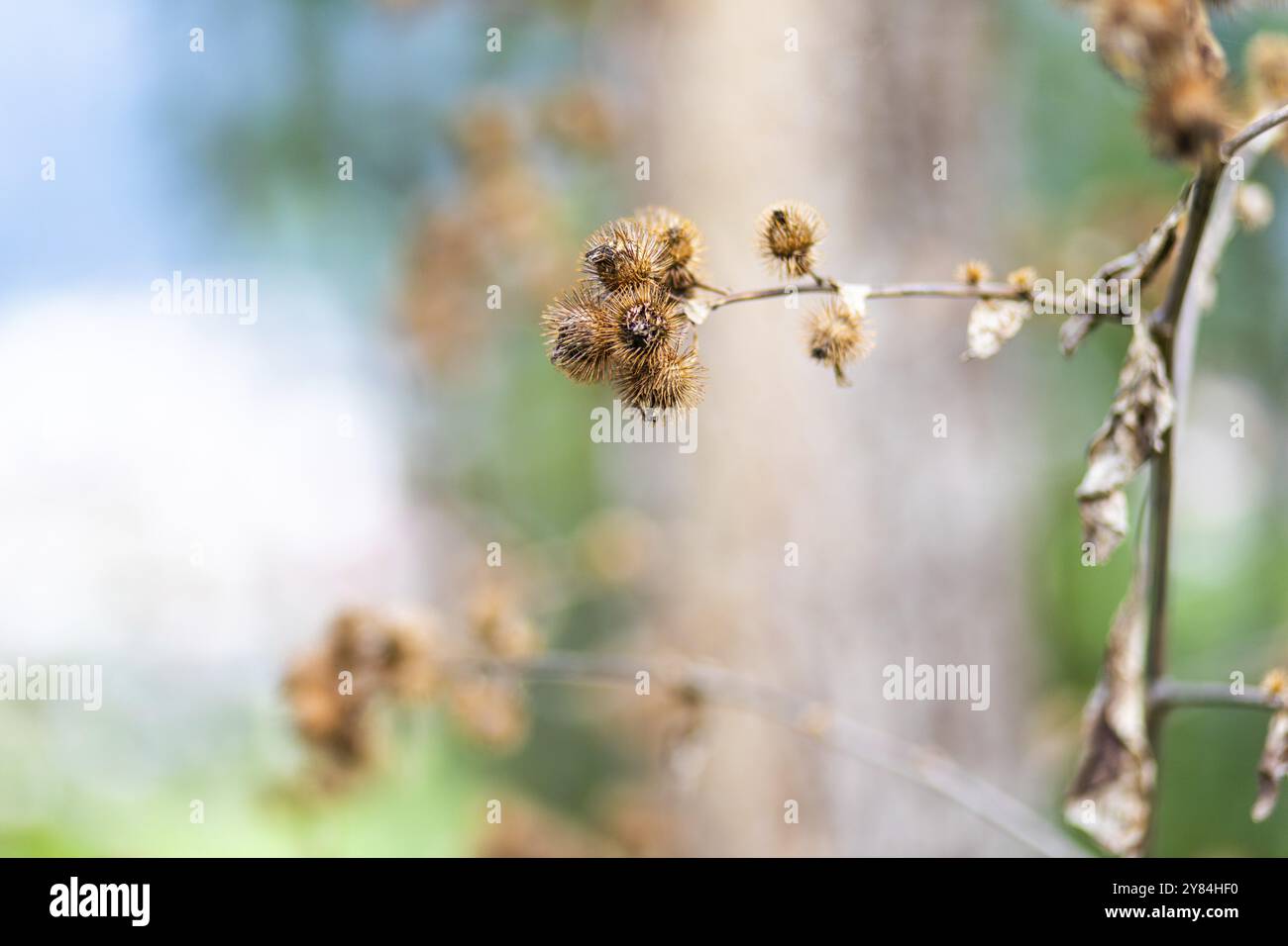 Burdock (Arctium), gambi di frutta sferici morti, Leoben, Stiria, Austria, Europa Foto Stock