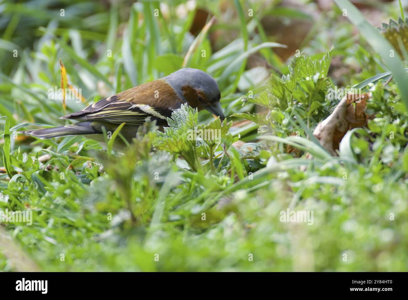 Chaffinch maschio nell'erba. Chaffinch maschio in un'erba Foto Stock