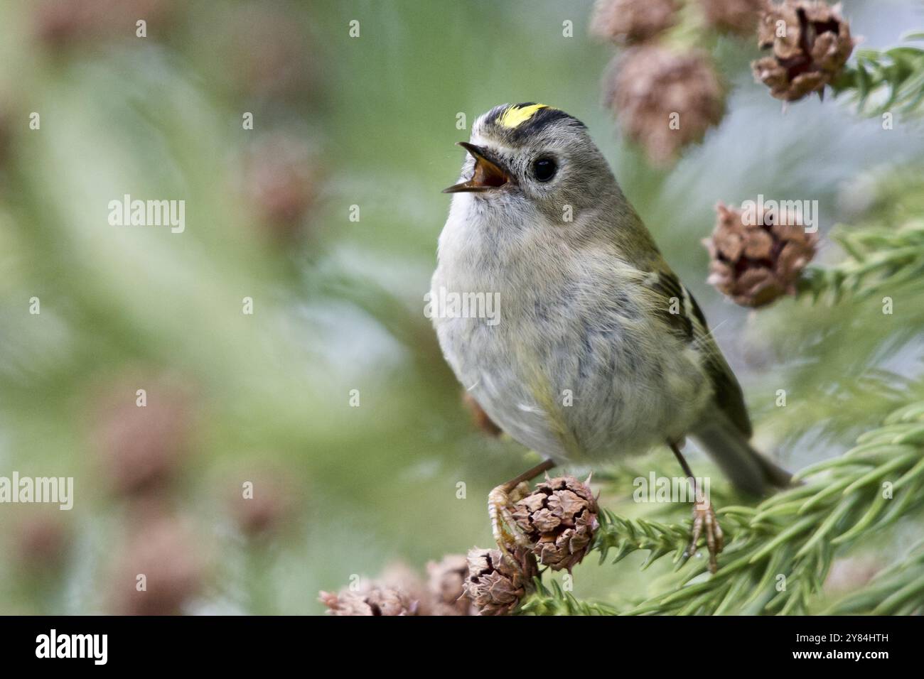 Cresta dorato cantante. Cantare Goldcrest Foto Stock