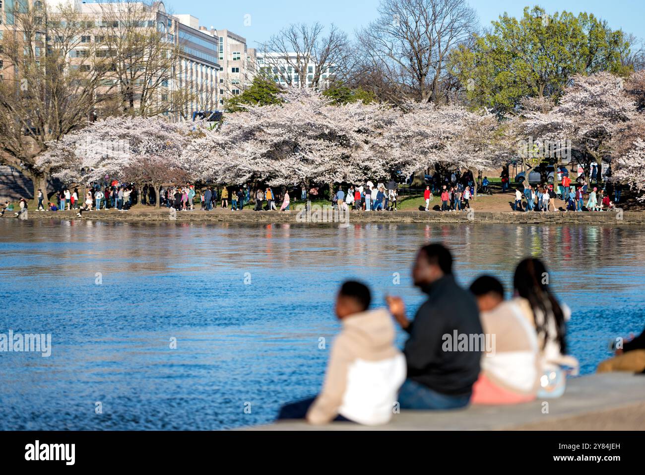 Fiori di ciliegio al Tidal Basin di Washington DC | WASHINGTON DC — I visitatori si affollano lungo le rive del Tidal Basin per ammirare i fiori di ciliegio durante il loro picco di fioritura. Gli alberi in fiore, un dono dal Giappone nel 1912, sono il fulcro del Festival nazionale dei fiori di ciliegio che attira grandi folle ogni primavera. Foto Stock