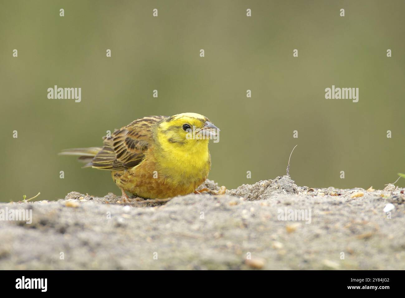 Anatre Yellowhammer. Nascondere Yellowhammer Foto Stock