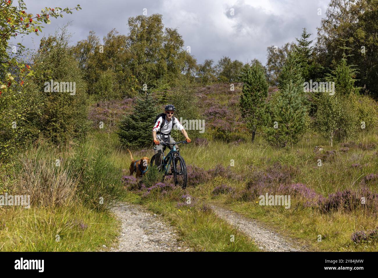 Mountain biker e traindog, Vizslar dog running accanto alla bicicletta su una pista ciclabile, Laggan Wolftrax Centre, Laggan, Highlands, Scozia, Regno Unito, UE Foto Stock