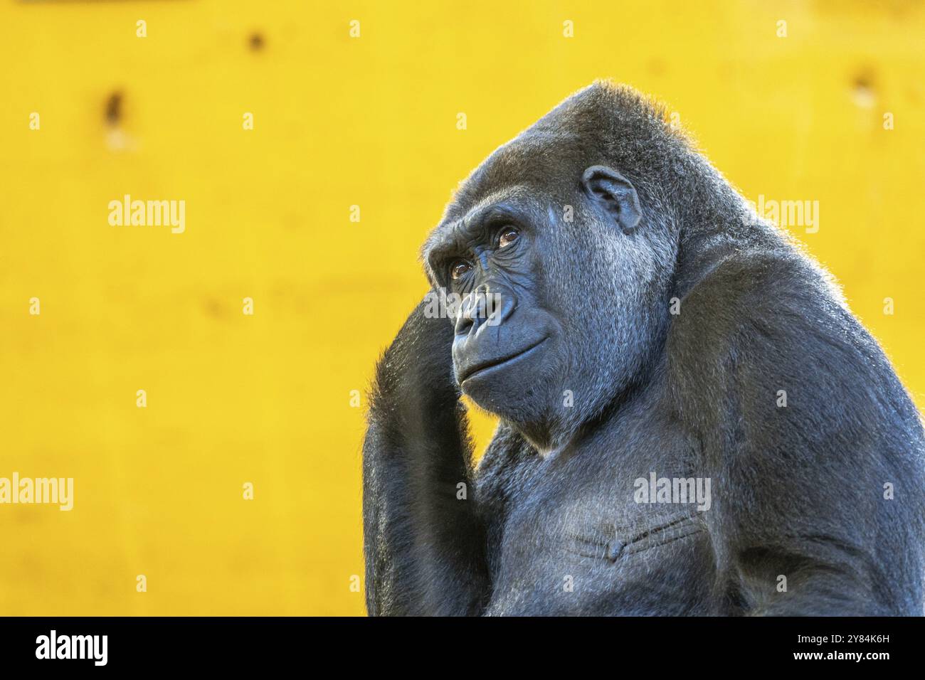 Un gorilla è in piedi davanti a un muro giallo. Il gorilla sta guardando la telecamera e sta pensando Foto Stock