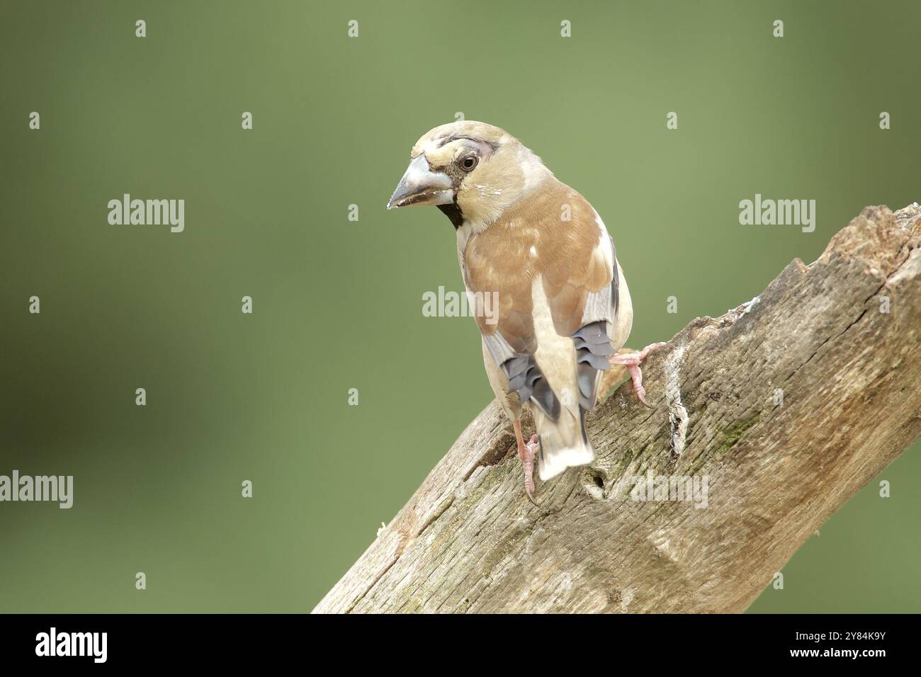 Hawfinch femmina sul ceppo d'albero Foto Stock