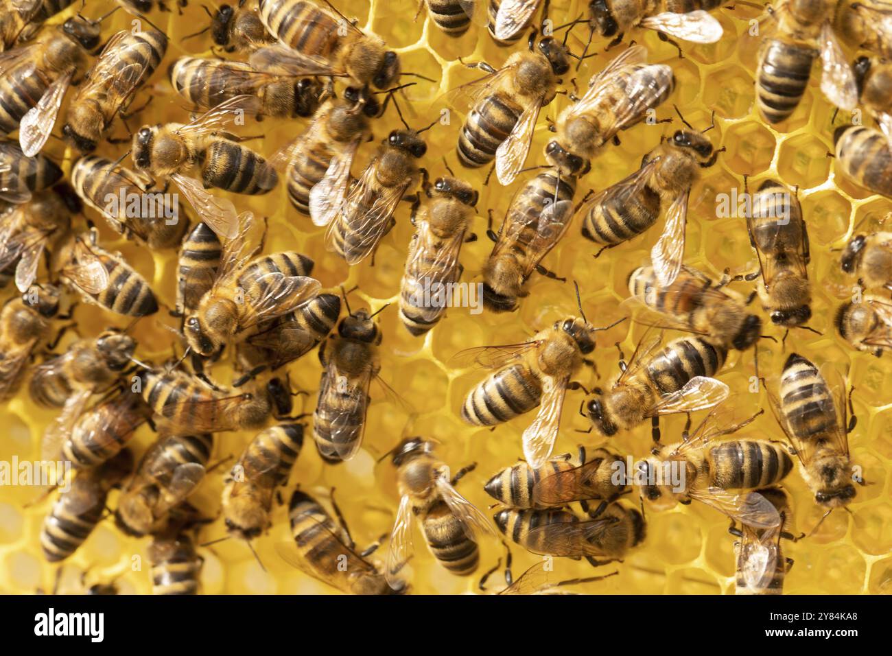 Vista ravvicinata della Api di lavoro su honeycells Foto Stock