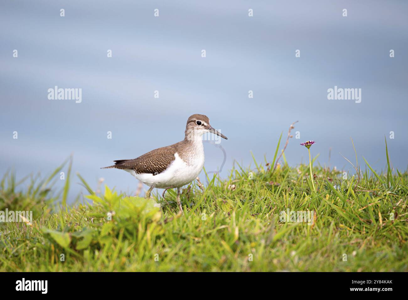 sandpiper comune (Actitis hypoleucos), nella vegetazione ai margini dell'acqua, Schleswig-Holstein Wadden Sea National Park, Germania, Europa Foto Stock