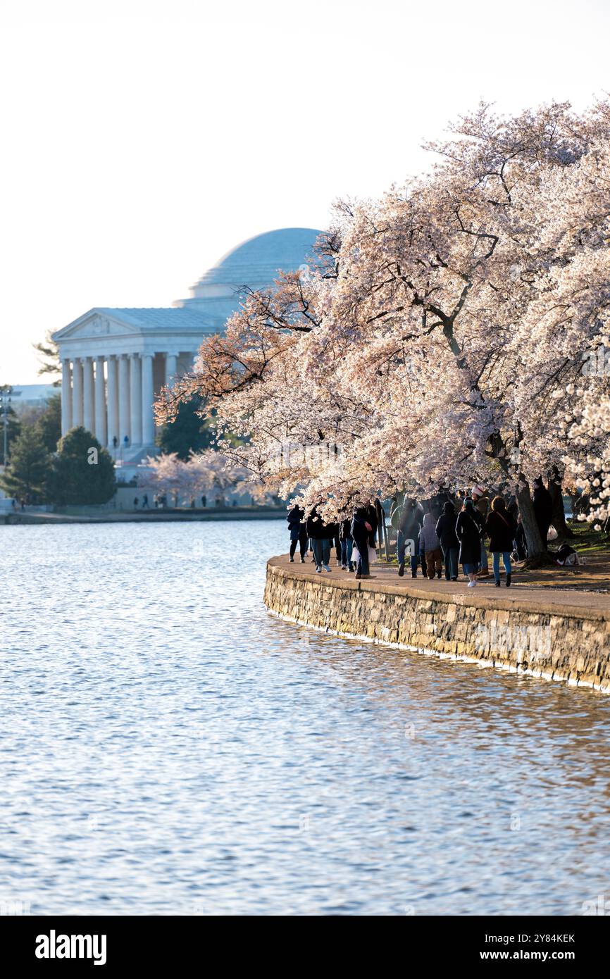 WASHINGTON DC - i ciliegi Yoshino in fiore fiancheggiano il percorso lungo il bacino delle maree, con la cupola neoclassica del Jefferson Memorial visibile sullo sfondo. Questi alberi fioriti, un dono del Giappone nel 1912, sono un'attrazione principale dell'annuale National Cherry Blossom Festival. I visitatori camminano lungo l'acqua per vedere i fiori rosa e bianco durante l'evento primaverile. Foto Stock