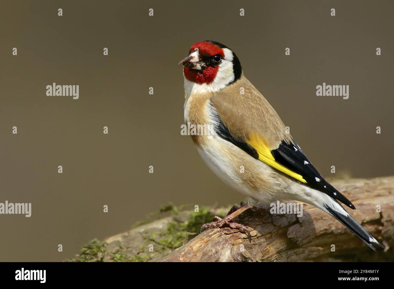 Ritratto di Goldfinch. Ritratto di un goldfinch Foto Stock