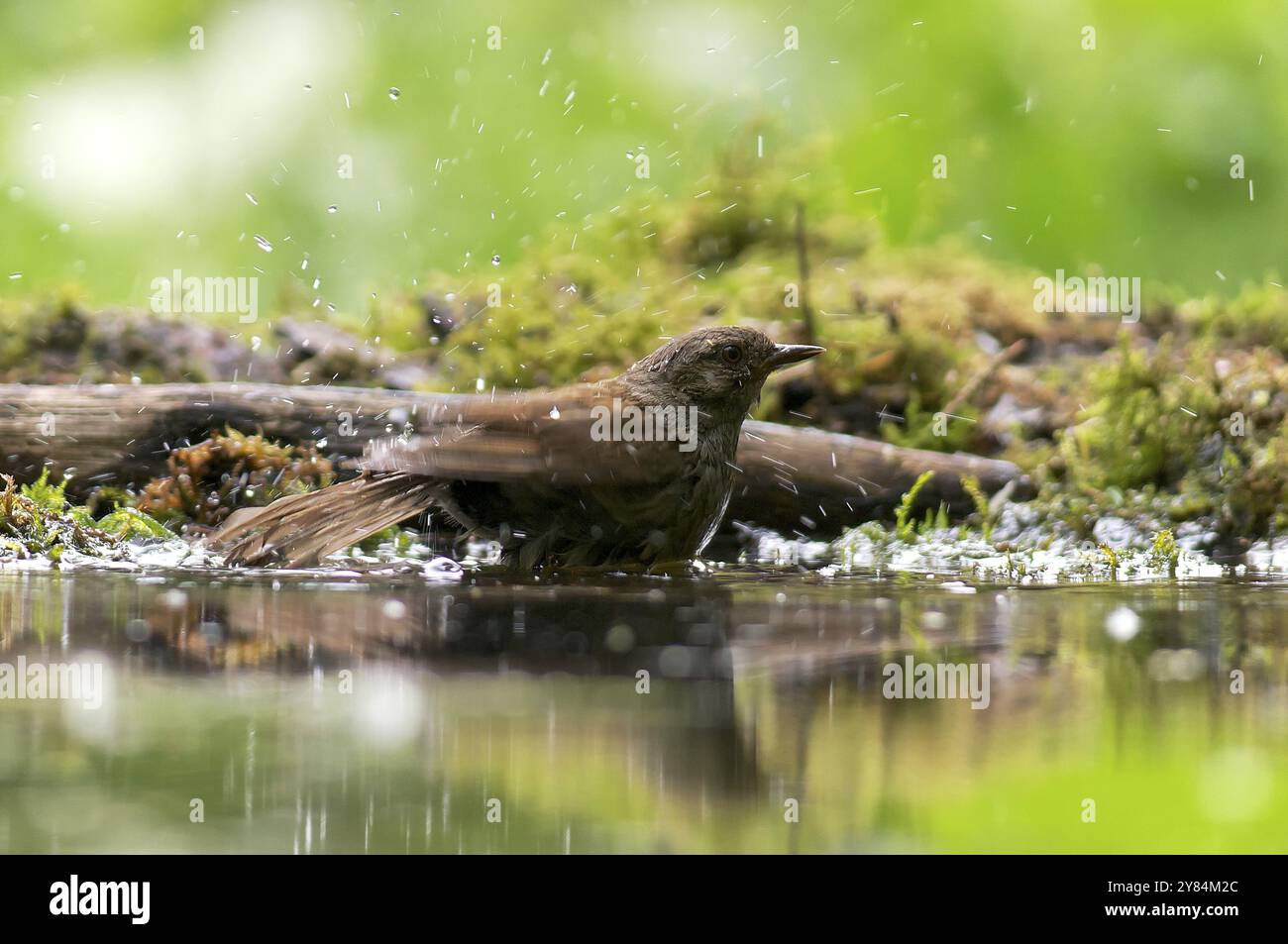 Fare il bagno a Dunnock fare il bagno a Dunnock Foto Stock