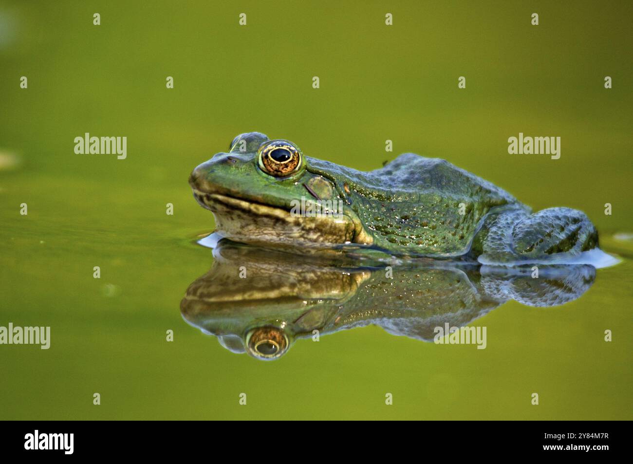 Rana commestibile in estate. Rana commestibile in estate Foto Stock