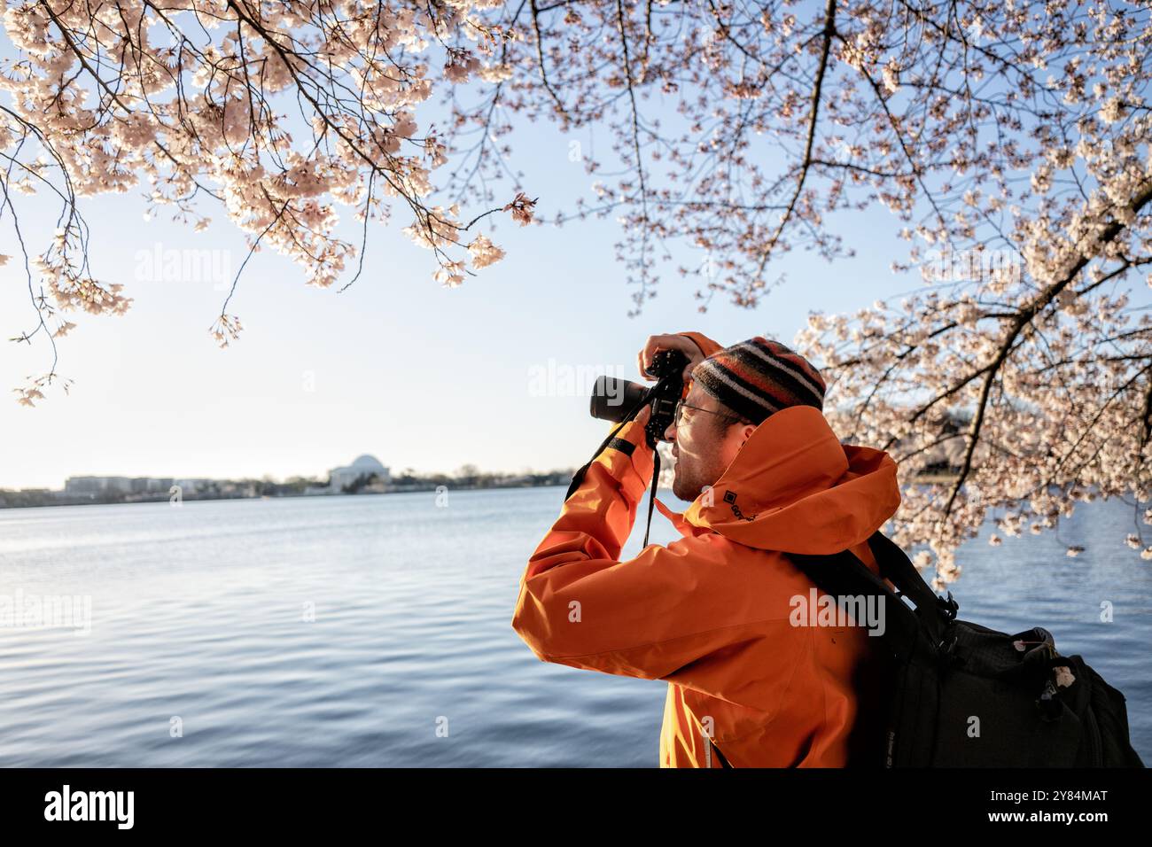 WASHINGTON DC, Stati Uniti: I visitatori scattano foto dei fiori di ciliegio in piena fioritura lungo il bacino delle maree a Washington DC. Turisti e locali utilizzano smartphone e fotocamere per documentare lo spettacolo annuale di fiori rosa e bianchi, creando un'atmosfera vivace durante il picco del National Cherry Blossom Festival. Il Jefferson Memorial può essere visto sullo sfondo, incorniciato dai ciliegi Yoshino in fiore. Foto Stock