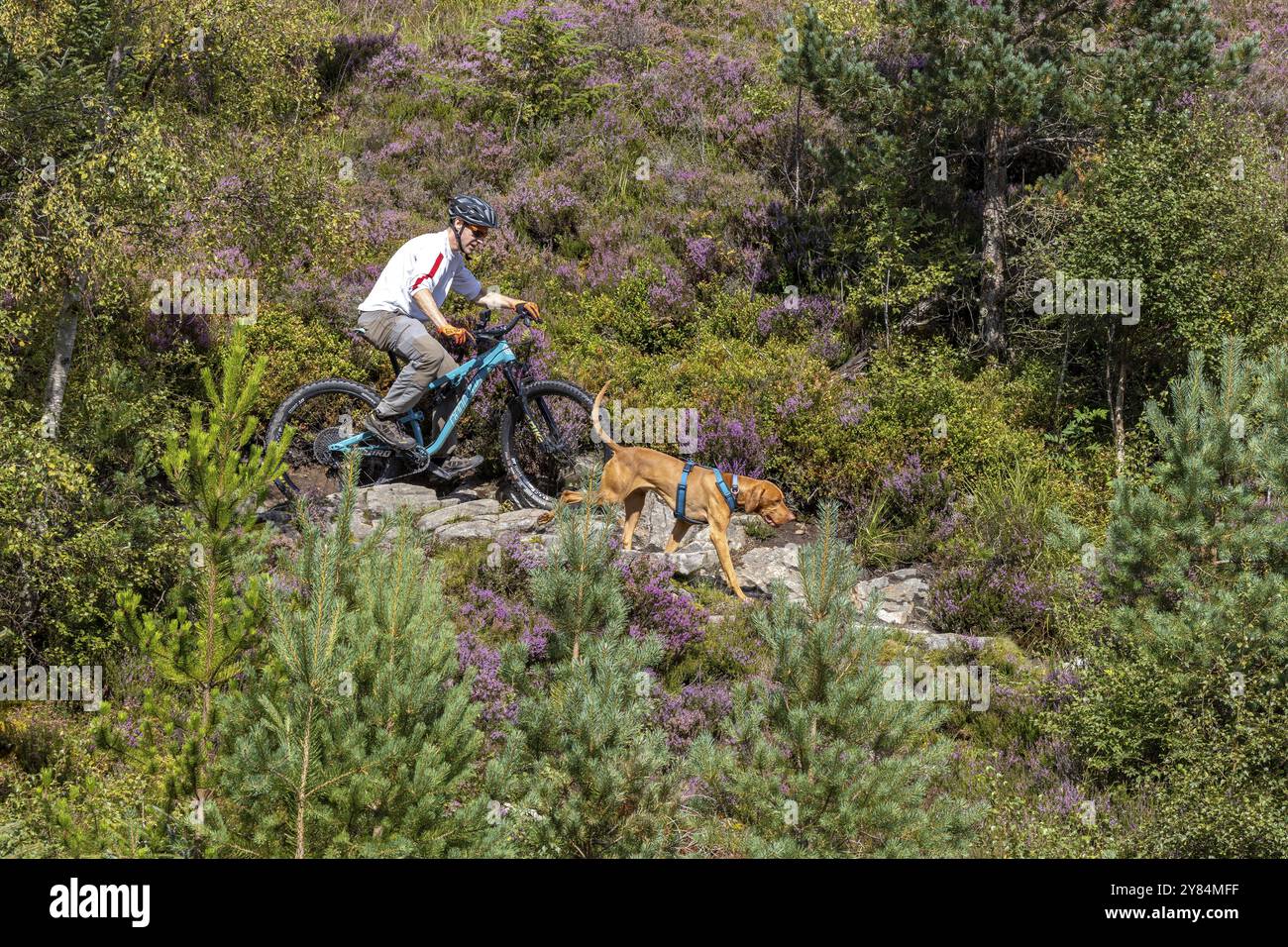 Mountain biker e traindog, Vizslar dog running accanto alla bicicletta su una pista ciclabile, Laggan Wolftrax Centre, Laggan, Highlands, Scozia, Regno Unito, UE Foto Stock