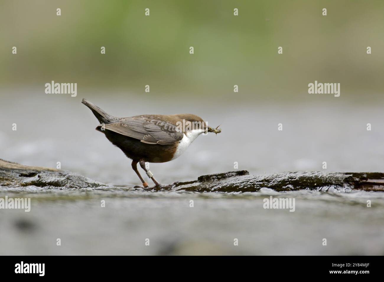 Dipper dalla gola bianca nel torrente del fiume. Immersione con la gola bianca nel torrente del fiume Foto Stock