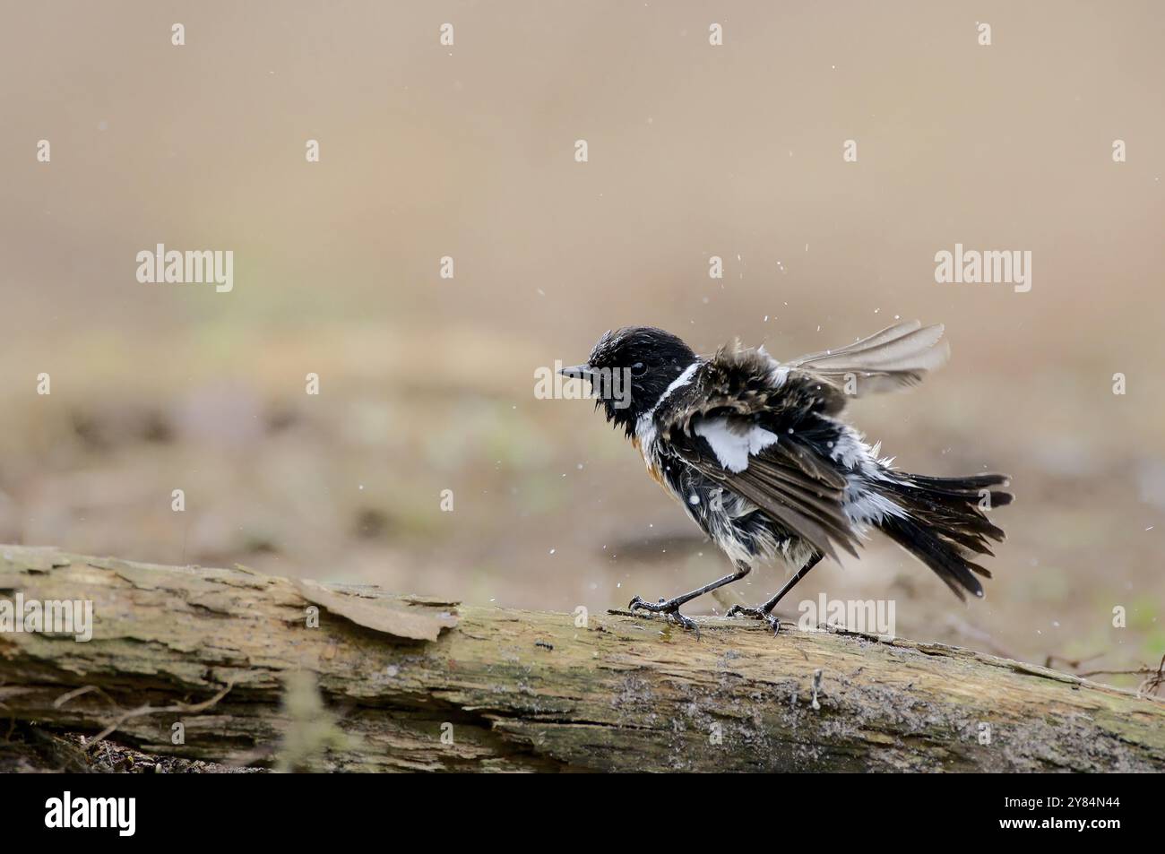 Un blackchat maschile che scuote l'acqua dalle sue piume. Tremare European Stonechat Foto Stock