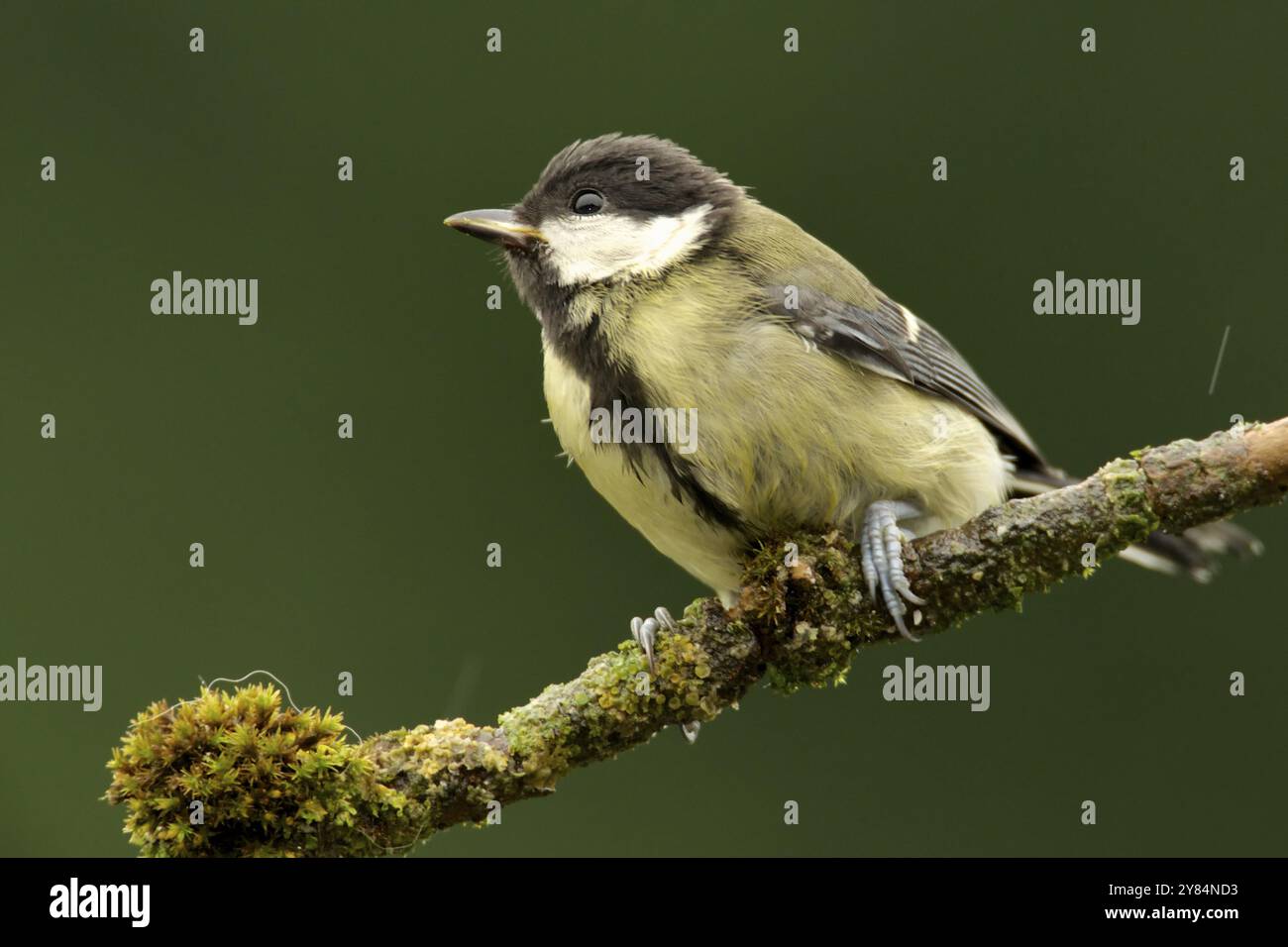 Ottima tit sulla filiale. Appollaiato grande Tit Foto Stock