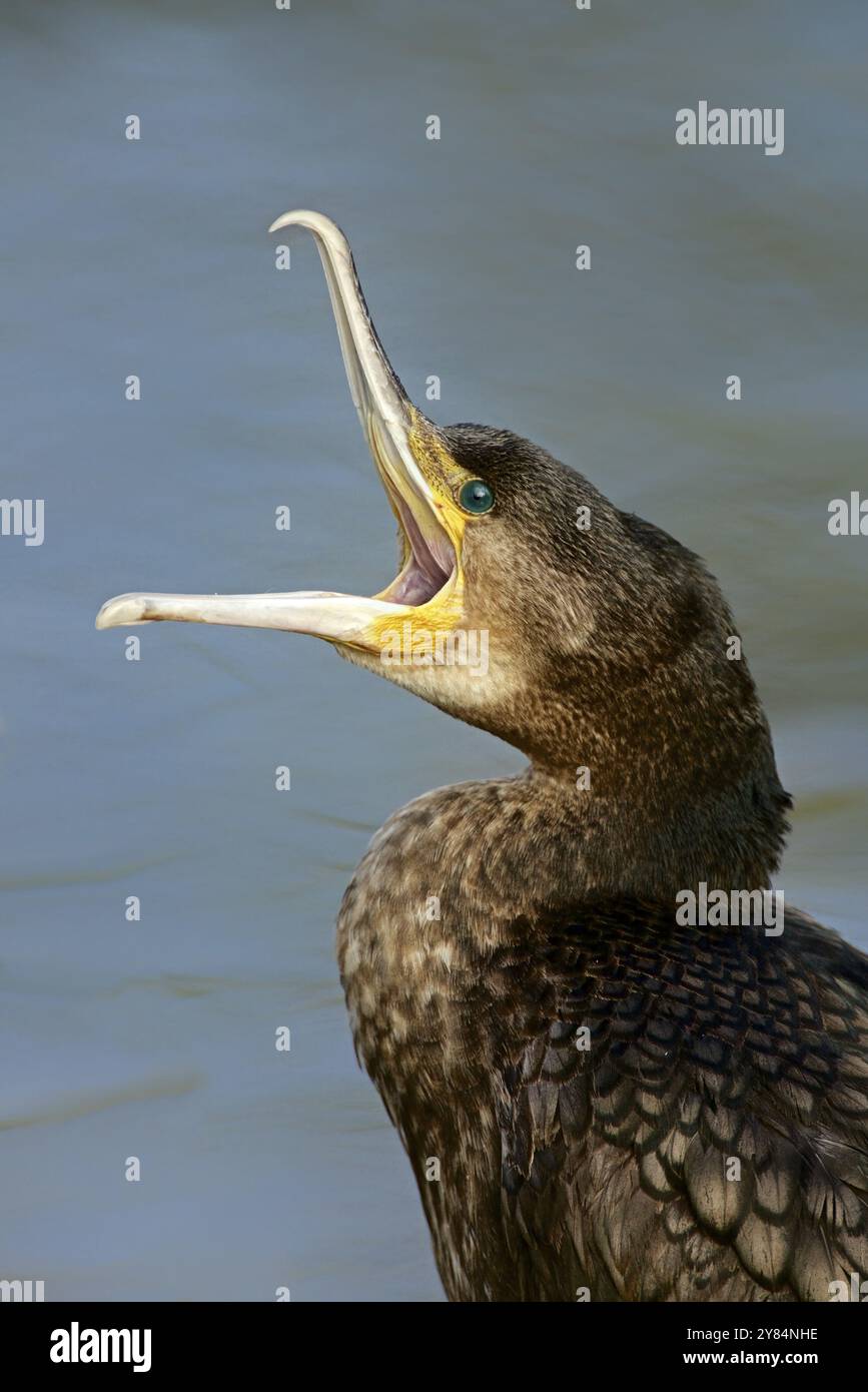 Ritratto di un cormorano. Ritrattistica di un cormorano Foto Stock