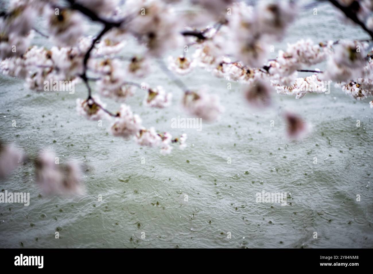 Fiori di ciliegio con il Tidal Basin a Washington DC | WASHINGTON D.C., Stati Uniti — La pioggia macchia la superficie del Tidal Basin sotto i fiori di ciliegio Yoshino che svaniscono, i petali pallidi segnano la fase tarda di un ciclo di fioritura che dura tipicamente solo circa una settimana. Gli alberi discendono da un dono di oltre 3.000 fiori di ciliegio da Tokyo del 1912, piantati intorno al bacino come simbolo duraturo di amicizia tra il Giappone e gli Stati Uniti. Foto Stock