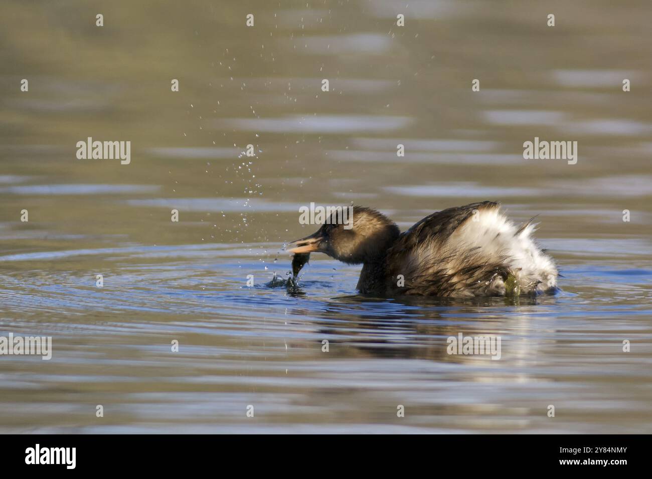 Il piccolo Grebe con la preda. Il piccolo Grebe con l'esca Foto Stock