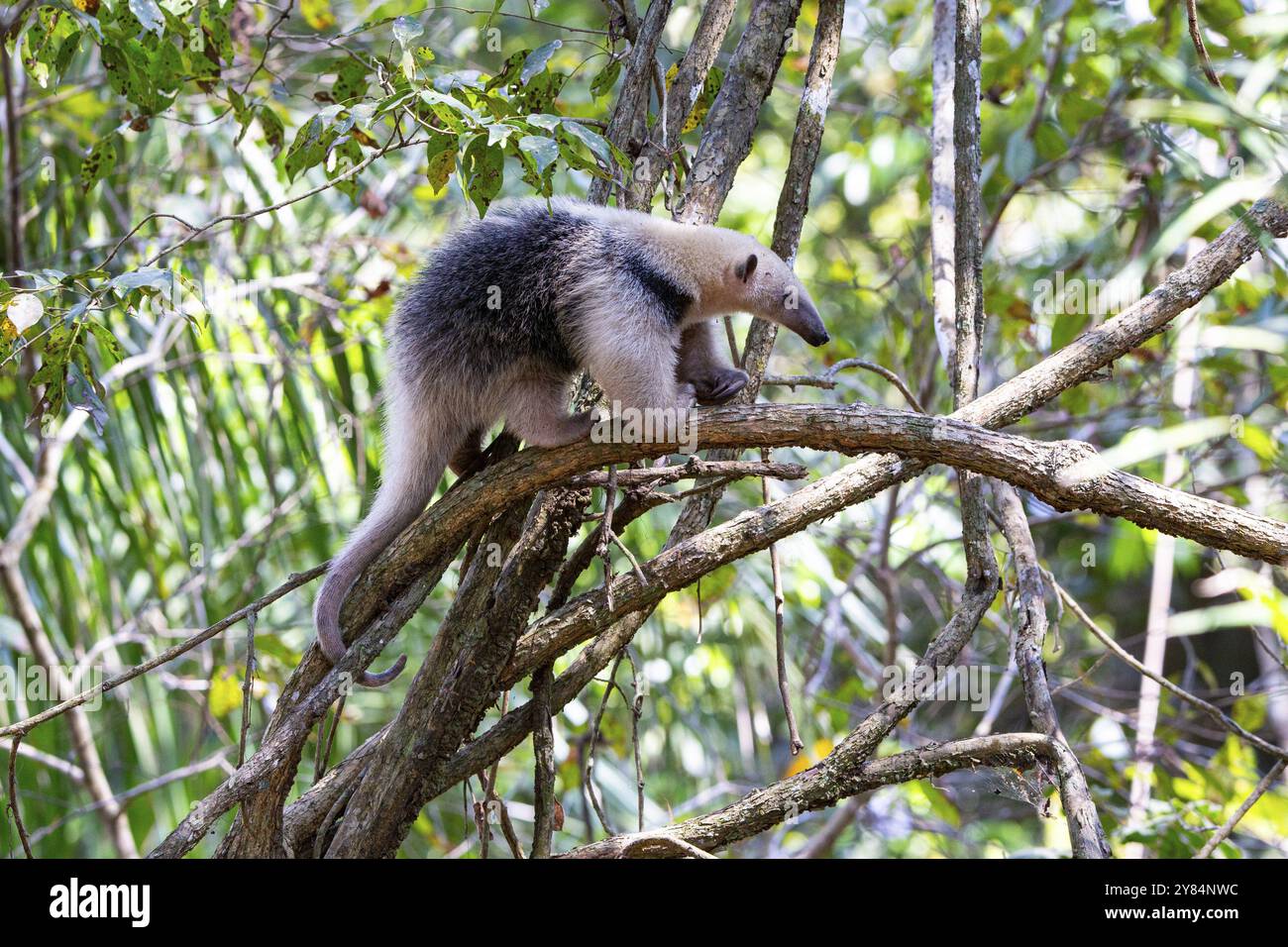Tamandua meridionale (Tamandua tetradactyla) Pantanal Brasile Foto Stock