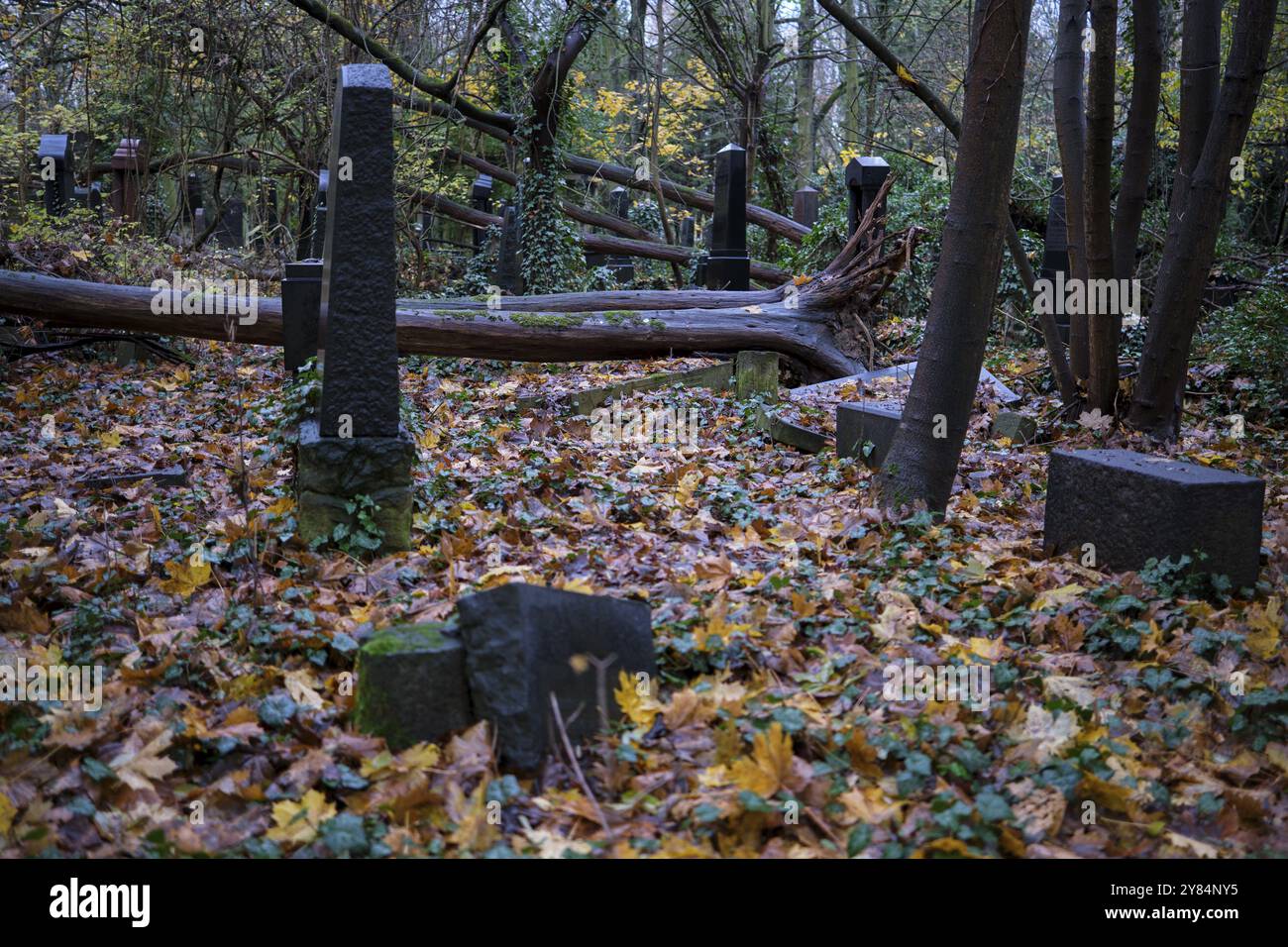 Germania, Berlino, 19.11.2023, cimitero ebraico Weissensee, lapidi, alberi caduti, Europa Foto Stock